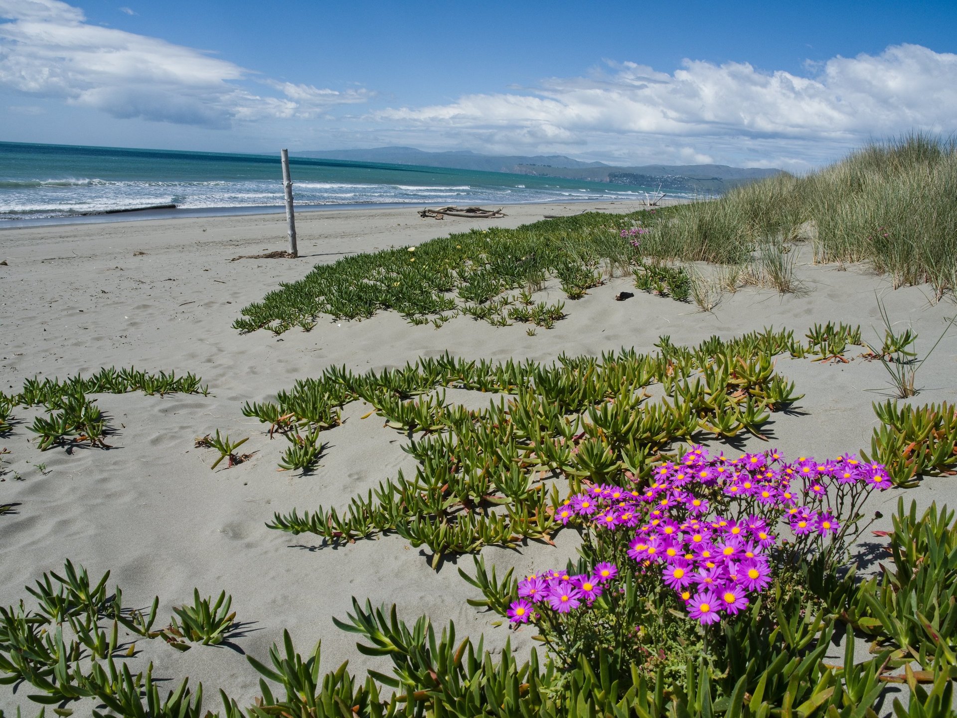 road surrounded by pine trees near lake during daytime