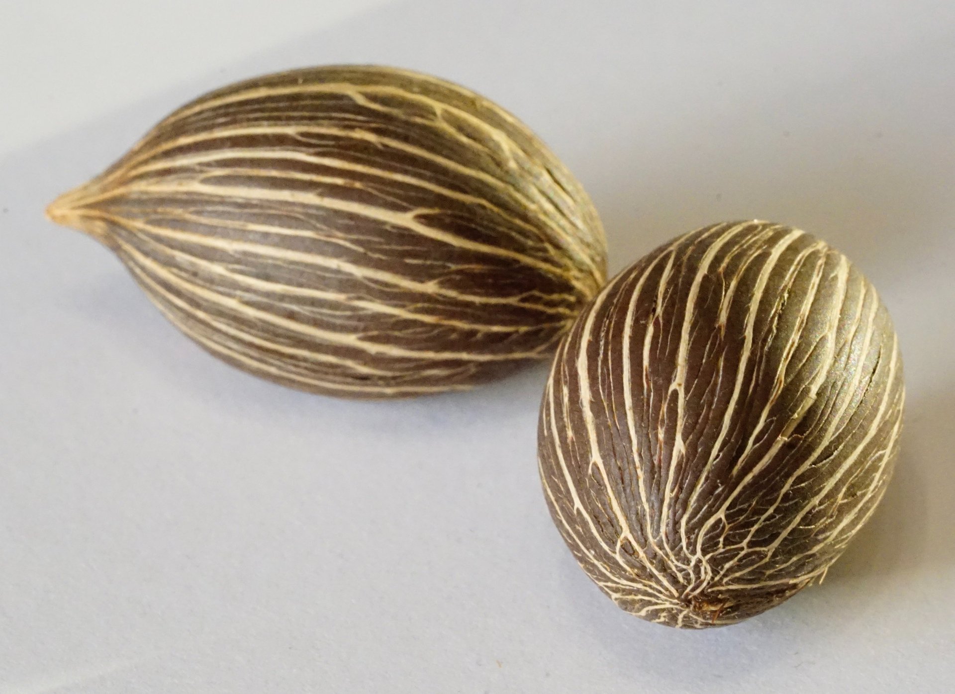 a close up of a bunch of corn