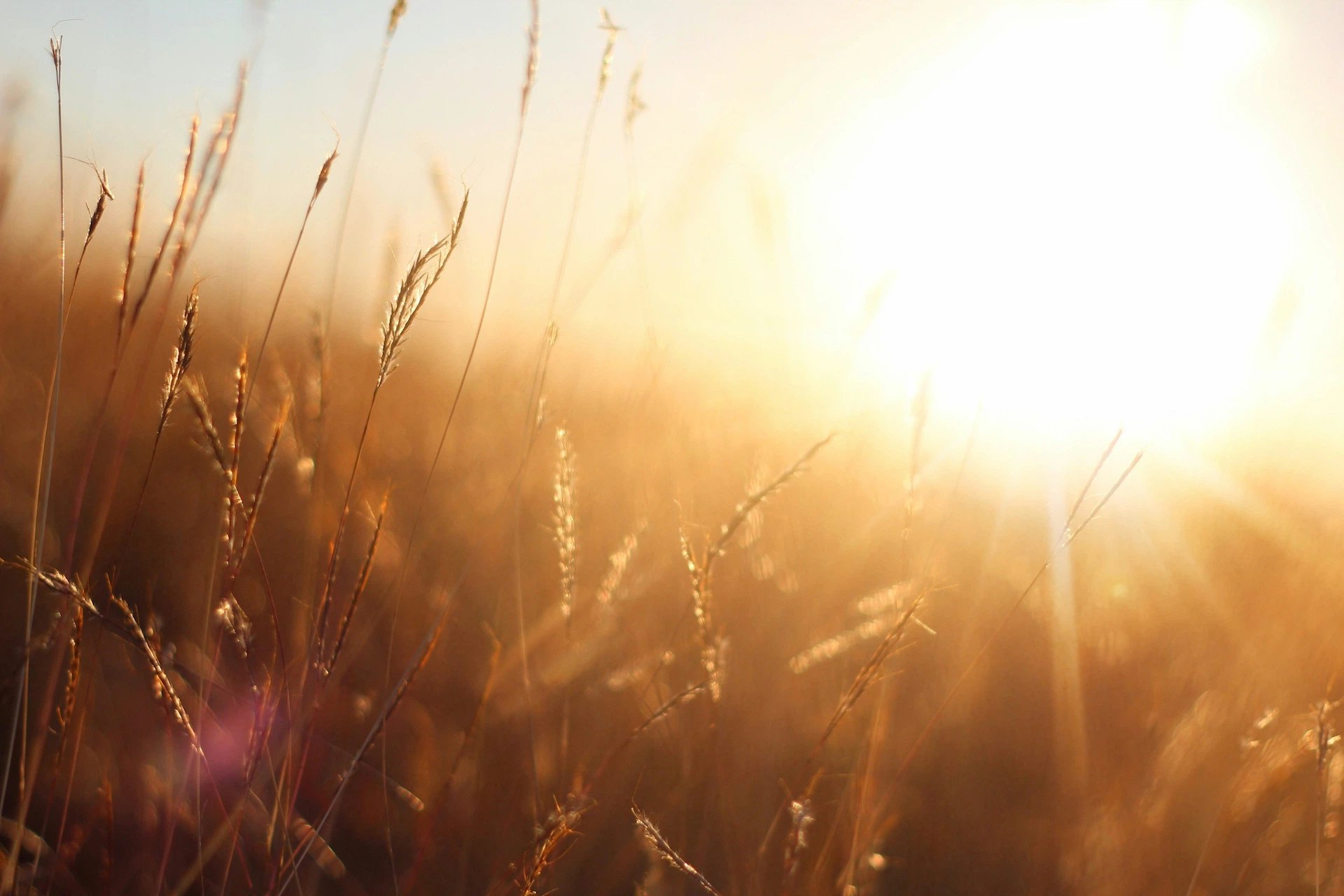 Goldenes Licht über einem Gräserfeld bei Sonnenaufgang als Symbol für persönliches Wachstum und Transformation.