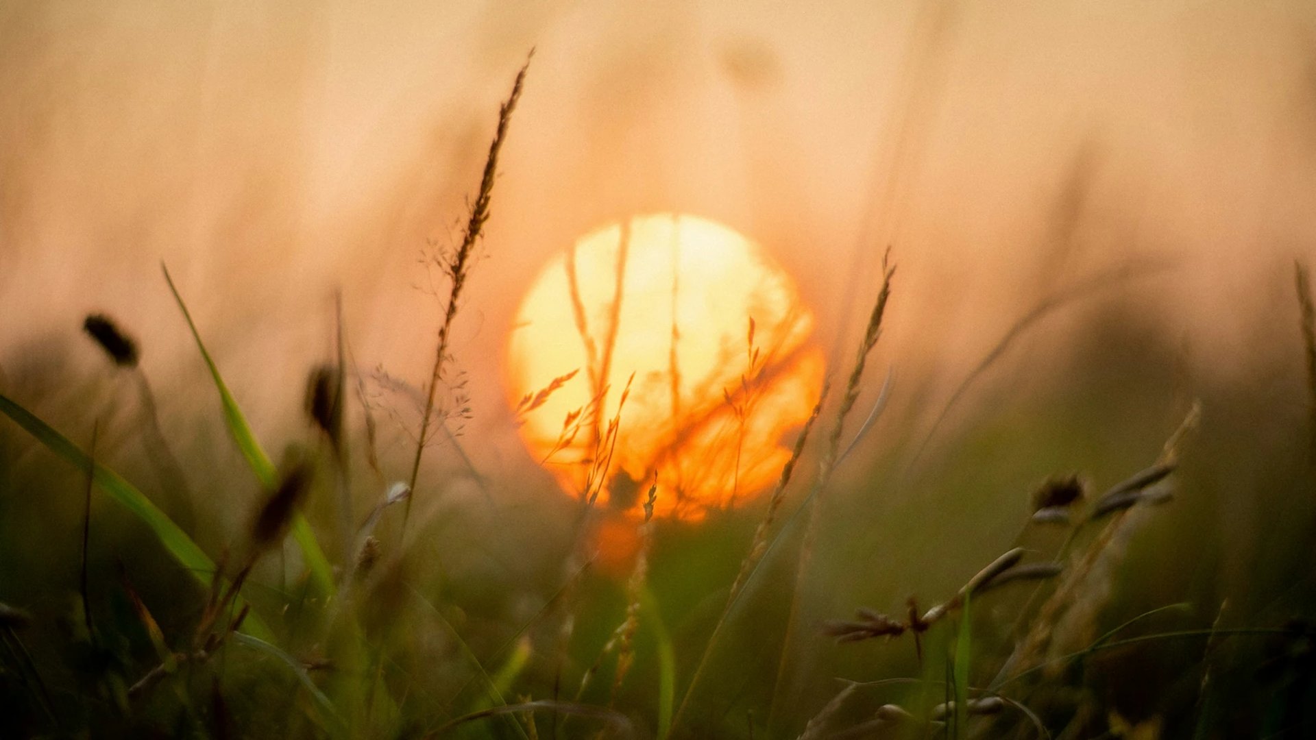 Sonne leuchtet durch Grashalme bei Sonnenuntergang – Symbol für innere Vision und spirituelles Erwachen