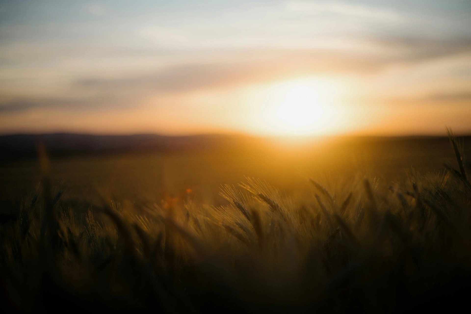 Sonnenaufgang über einem ruhigen Weizenfeld als Symbol für Hoffnung, Wachstum und einen neuen Anfang.