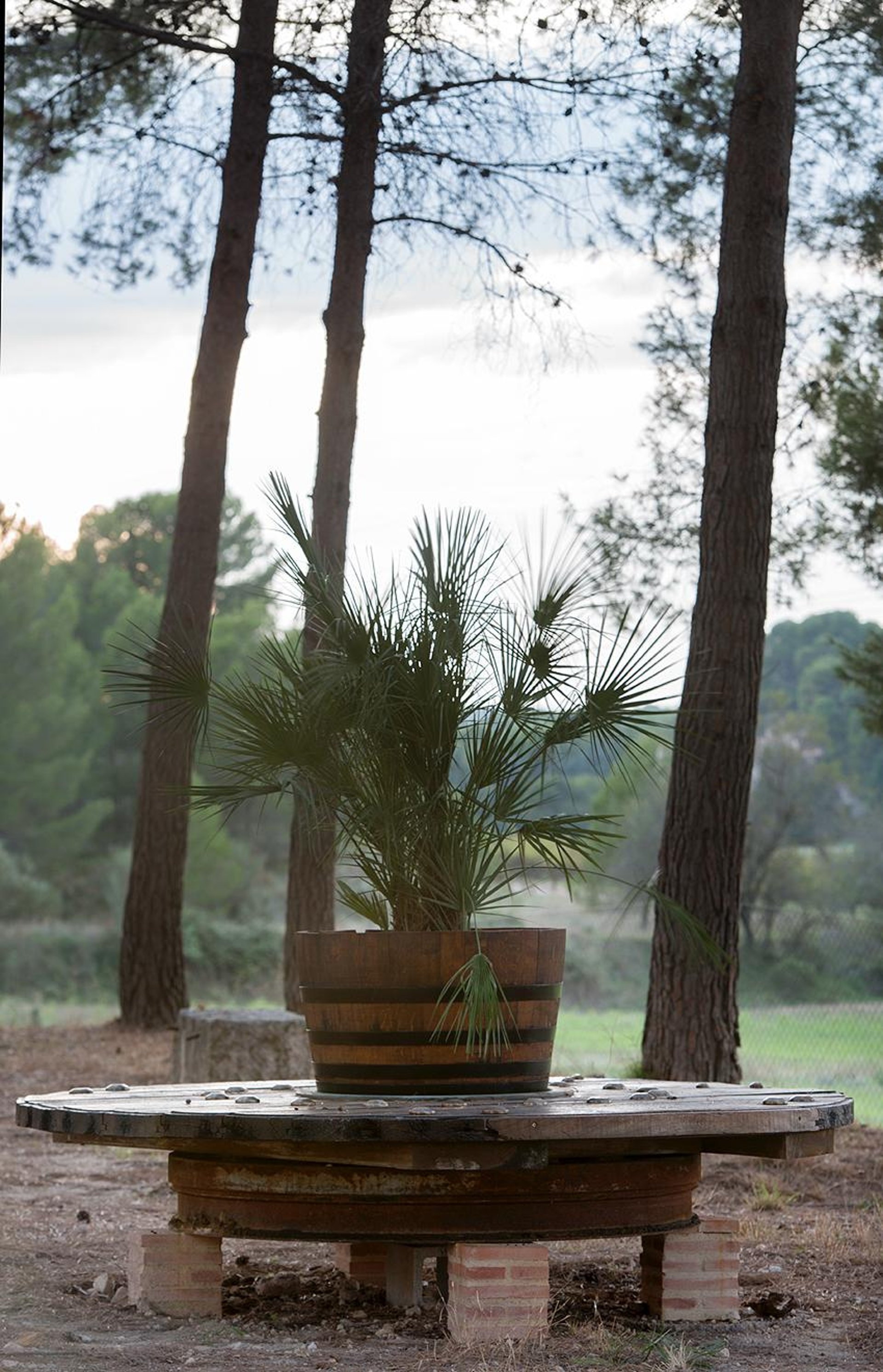 green trees and plants near river during daytime