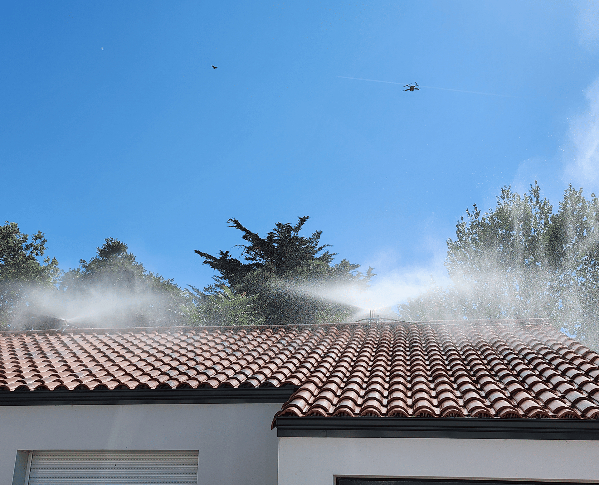 woman holding dried flower