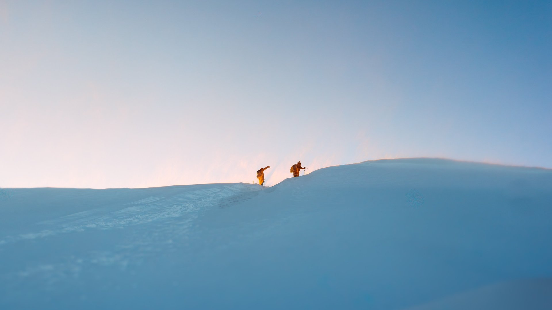 yellow sunflower field during daytime