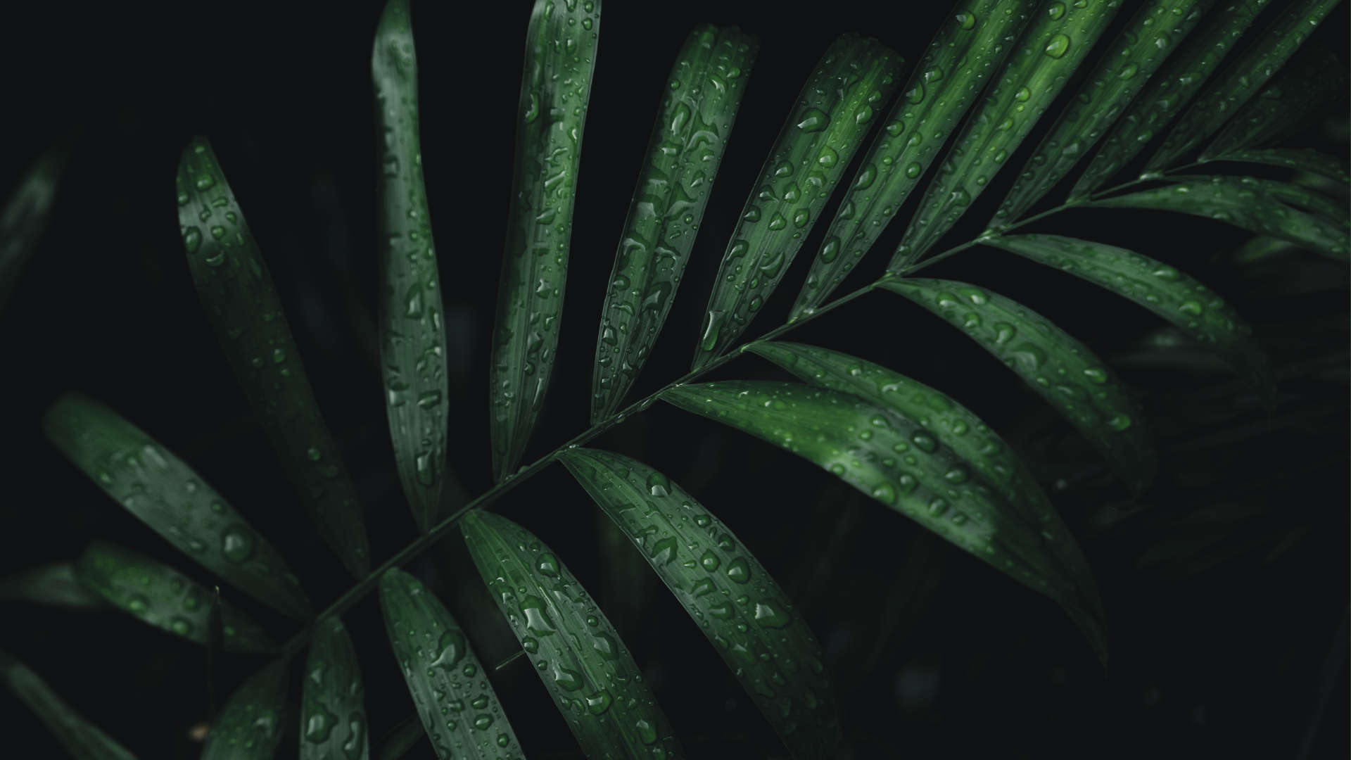 gray rodent on tree branch