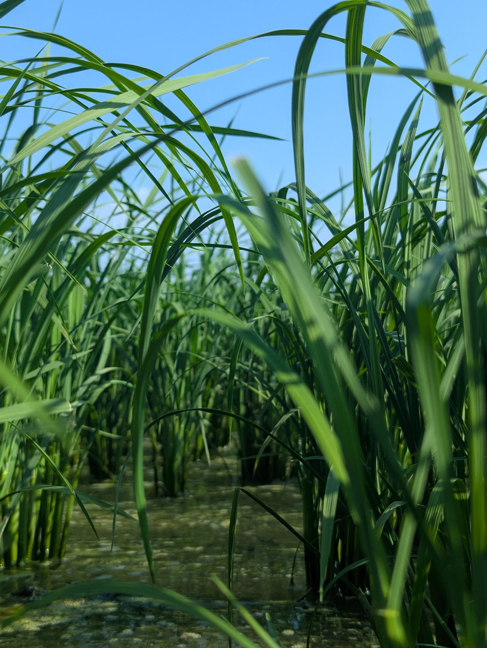 black blue and yellow textile