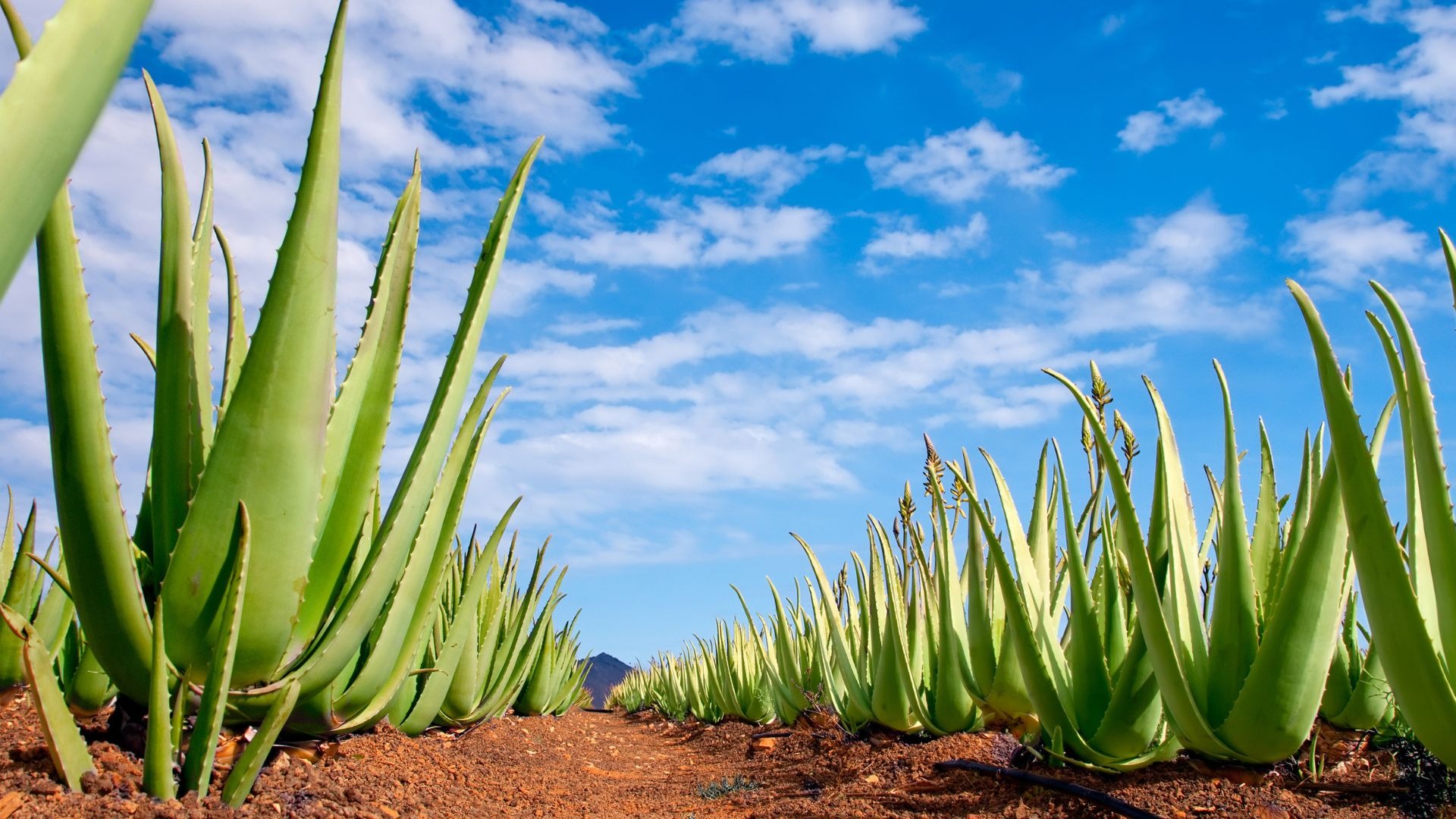 an abstract photo of a curved building with a blue sky in the background