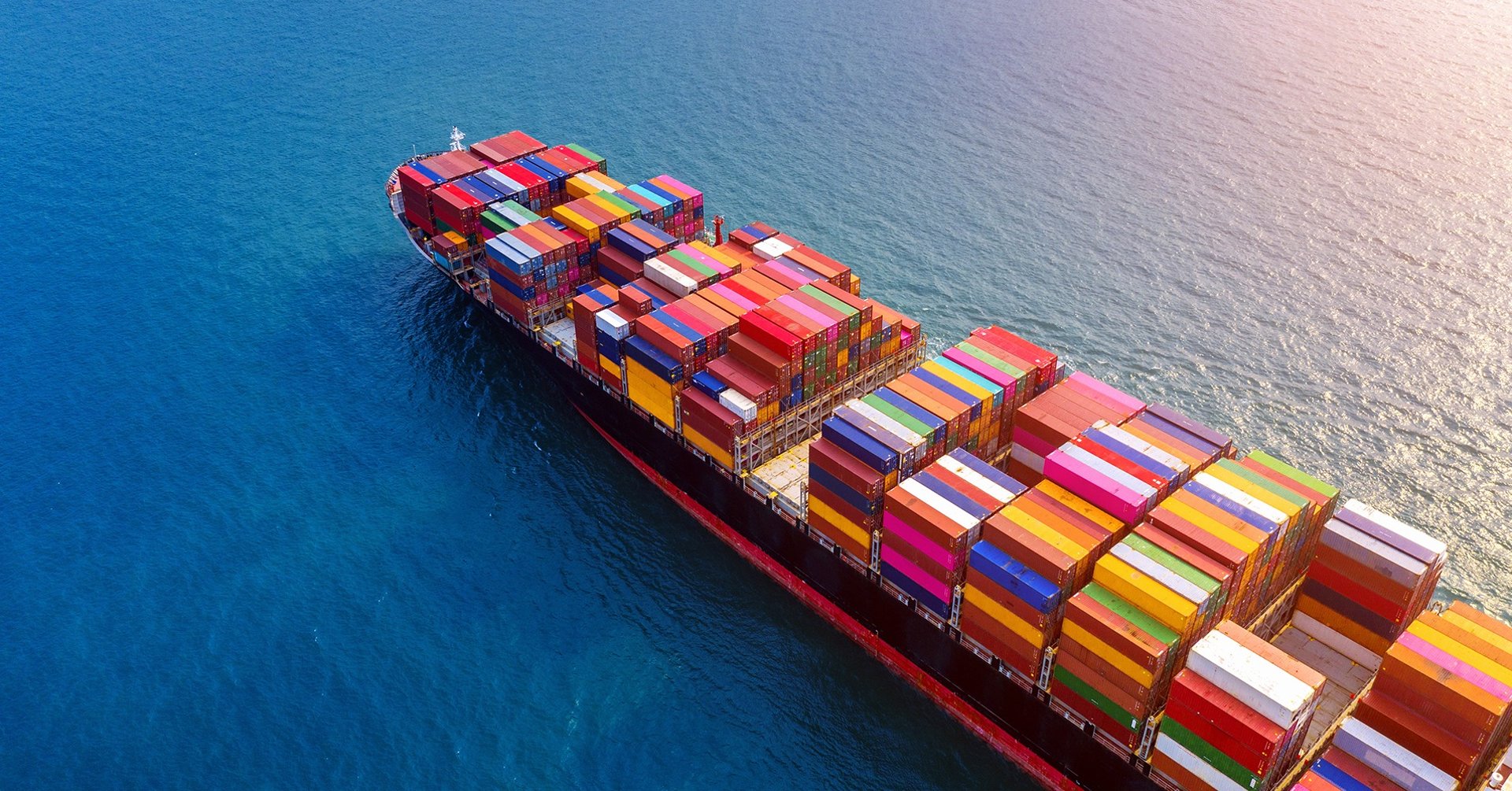 school of fish in water