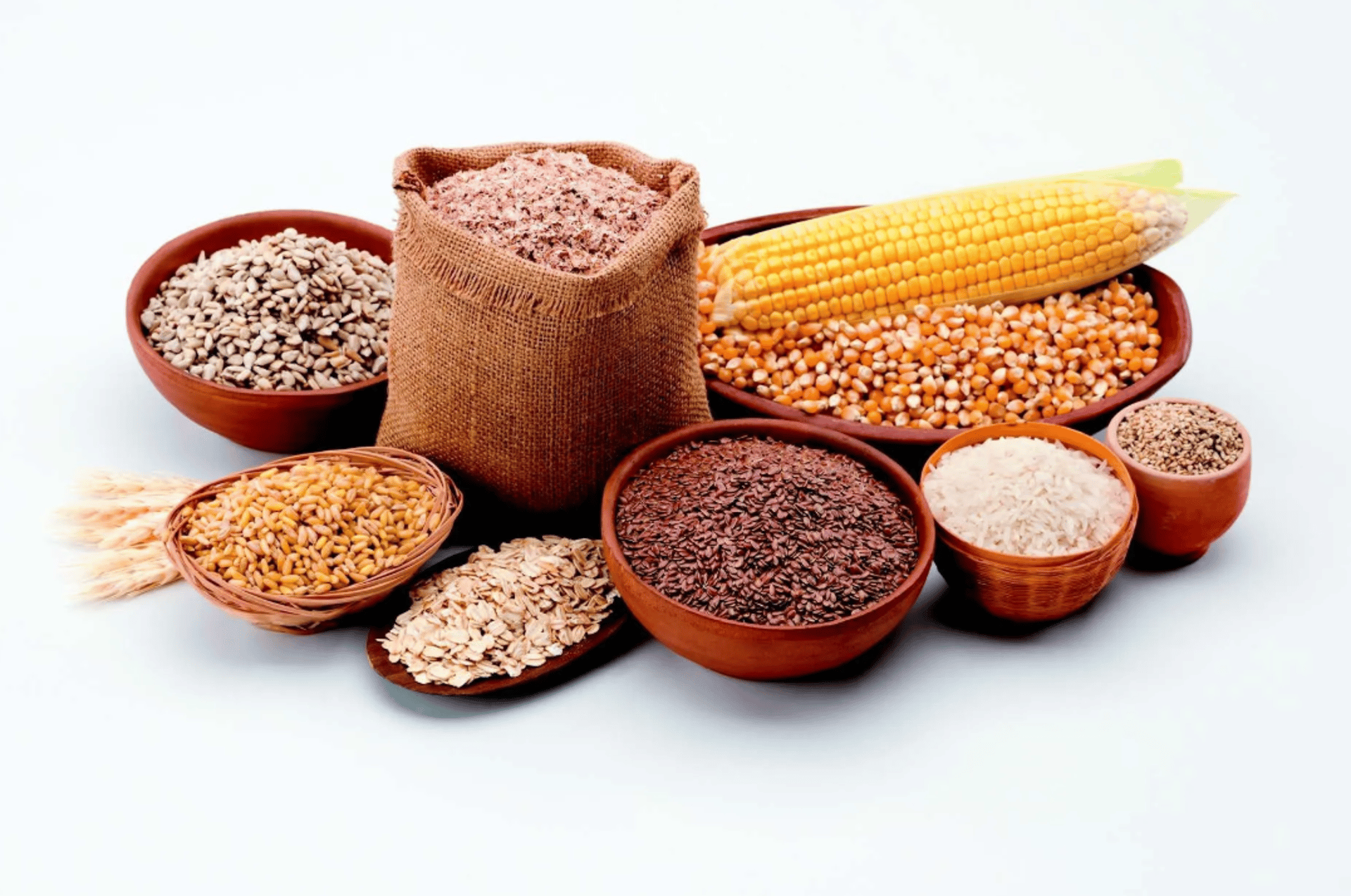 school of fish in water