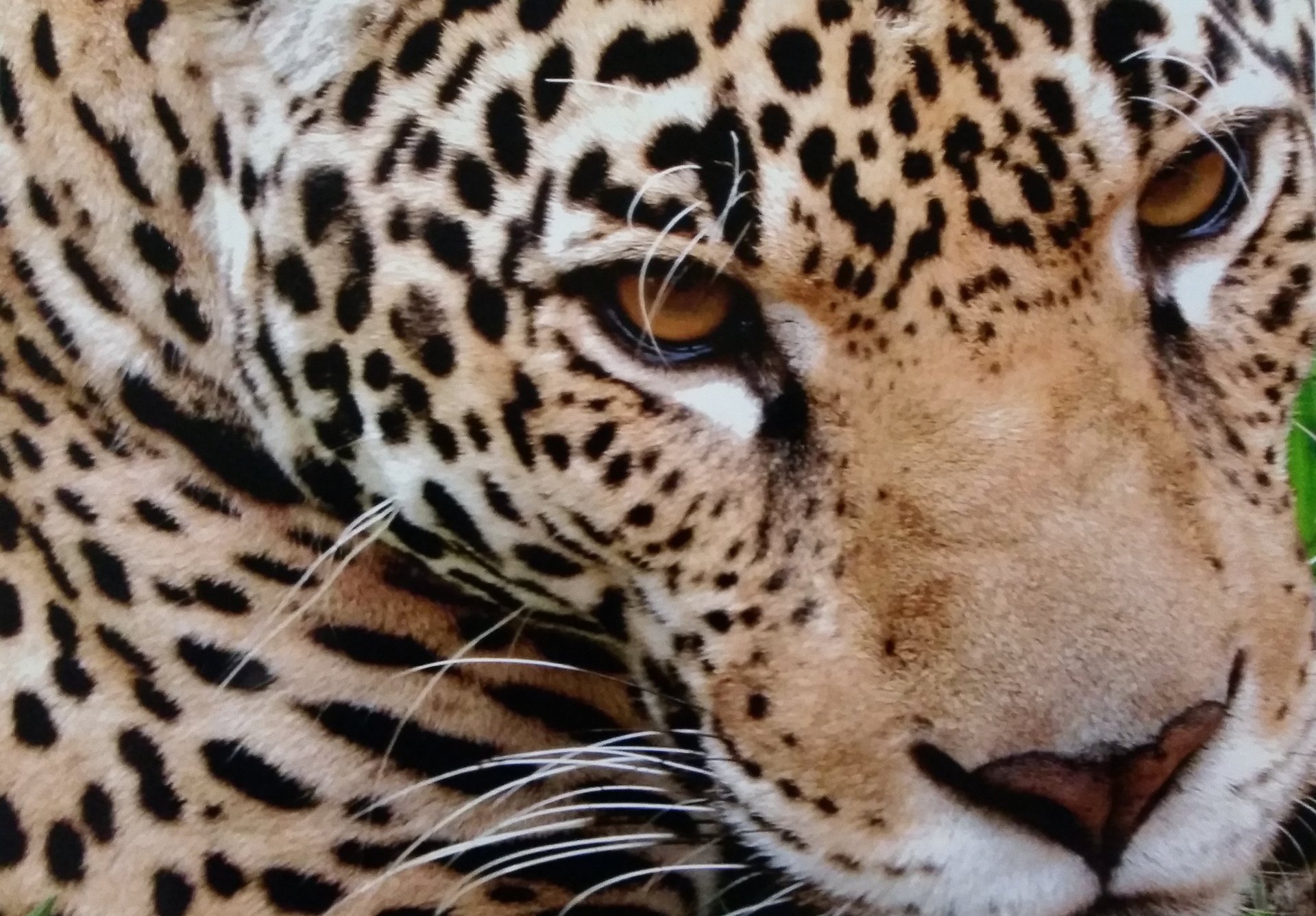 gray computer monitor