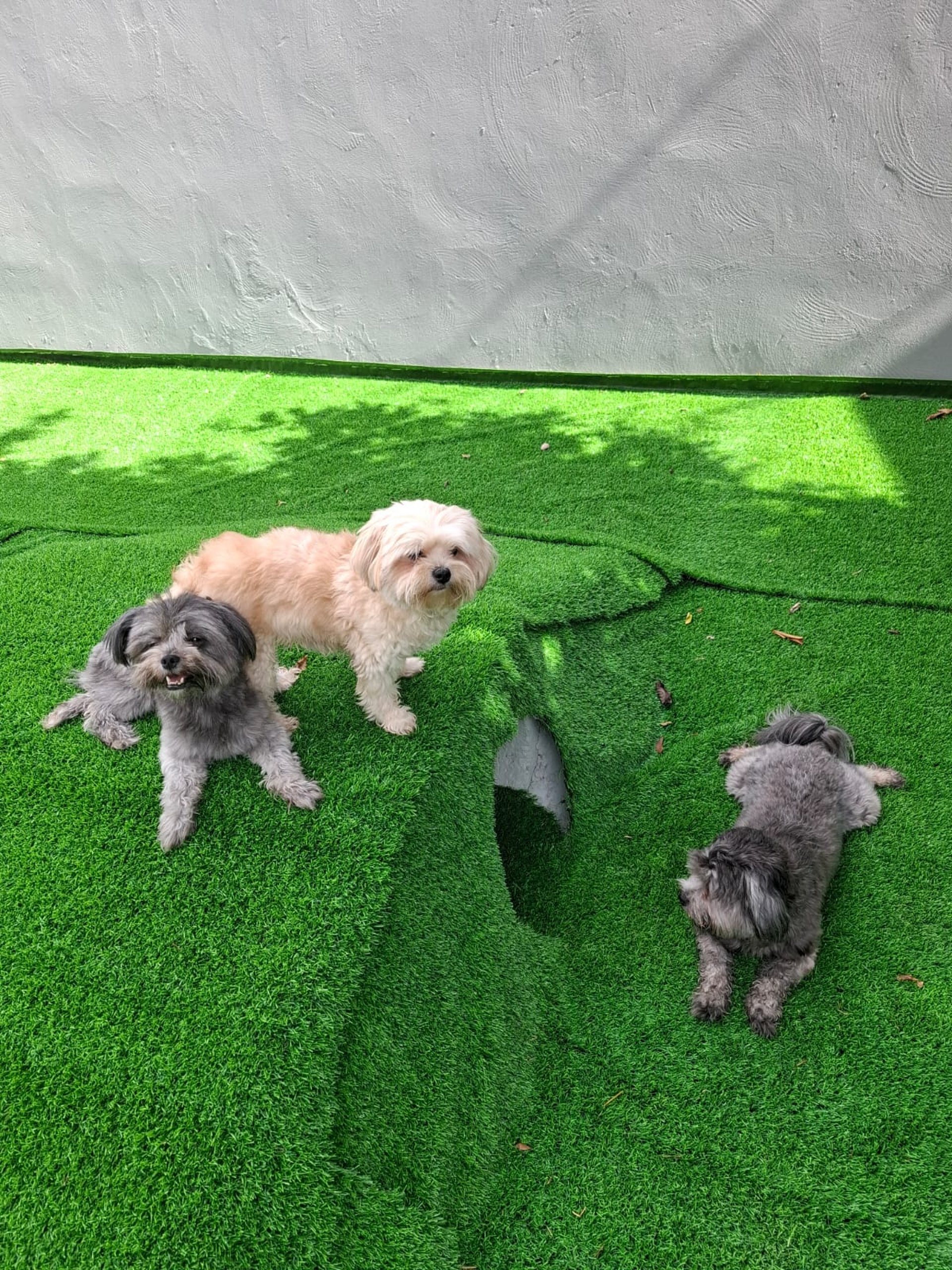 a couple of dogs sitting on top of a hard wood floor