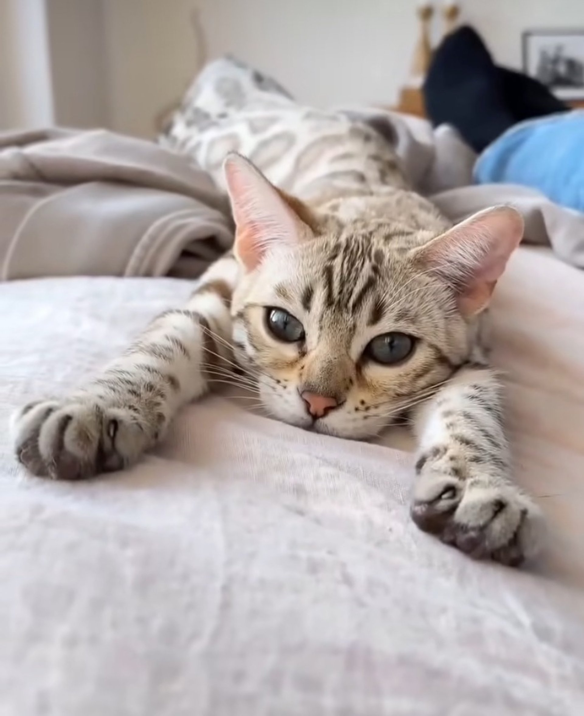 white cat with yellow eyes