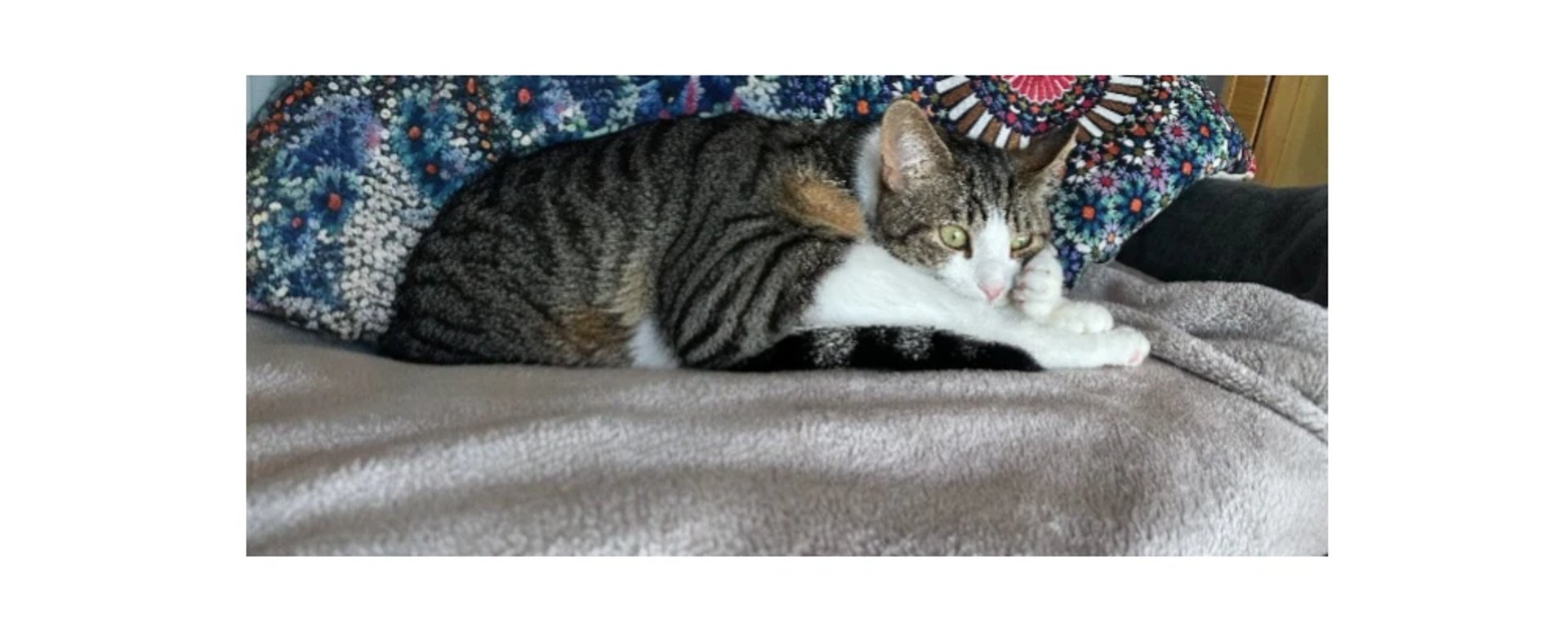 Pets Products