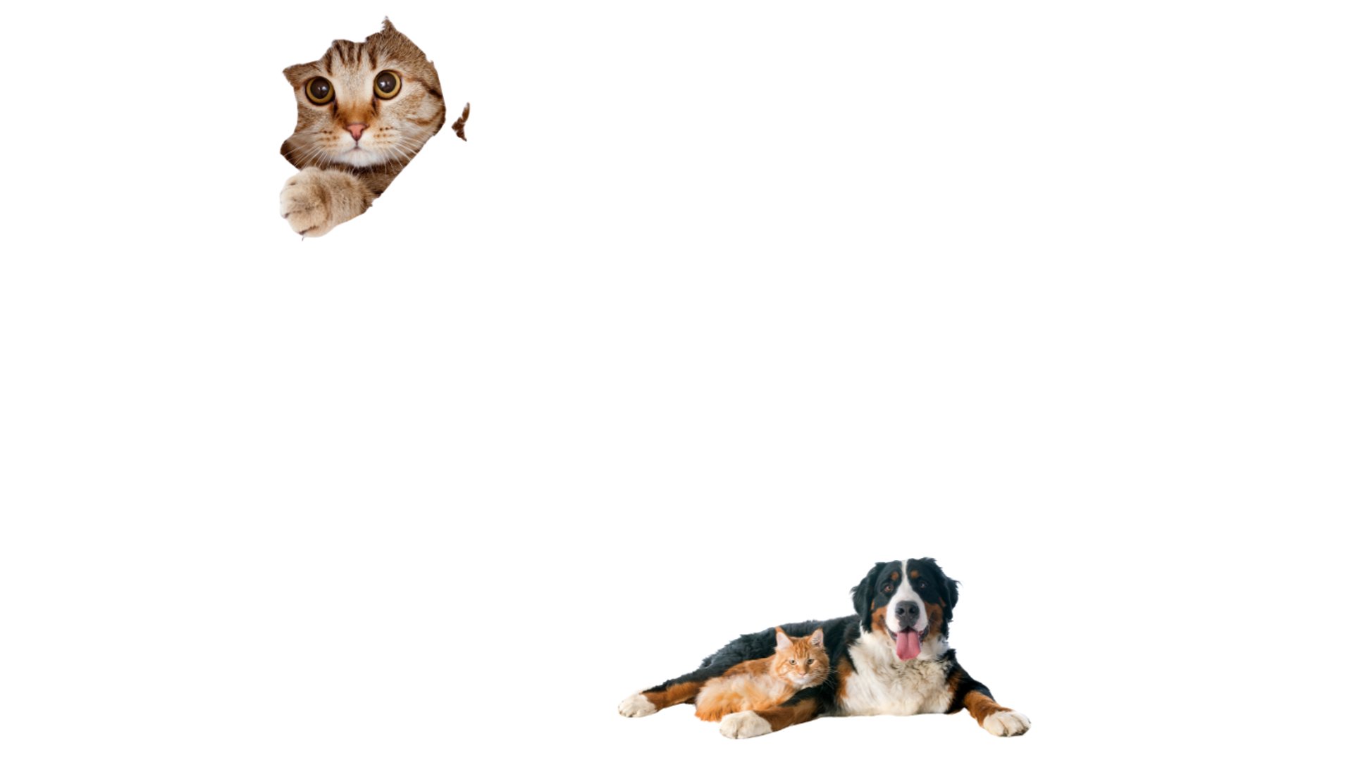 brown and white tabby cat