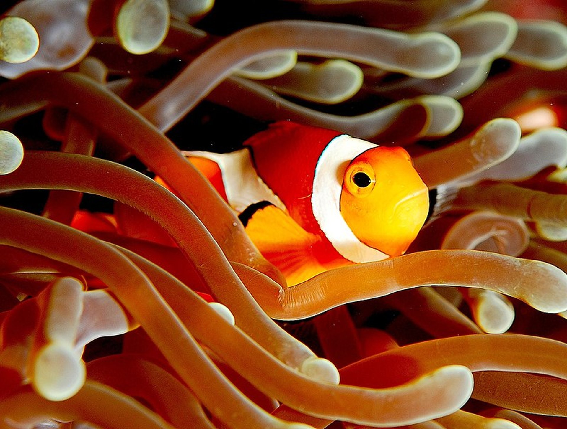 orange and white clown fish