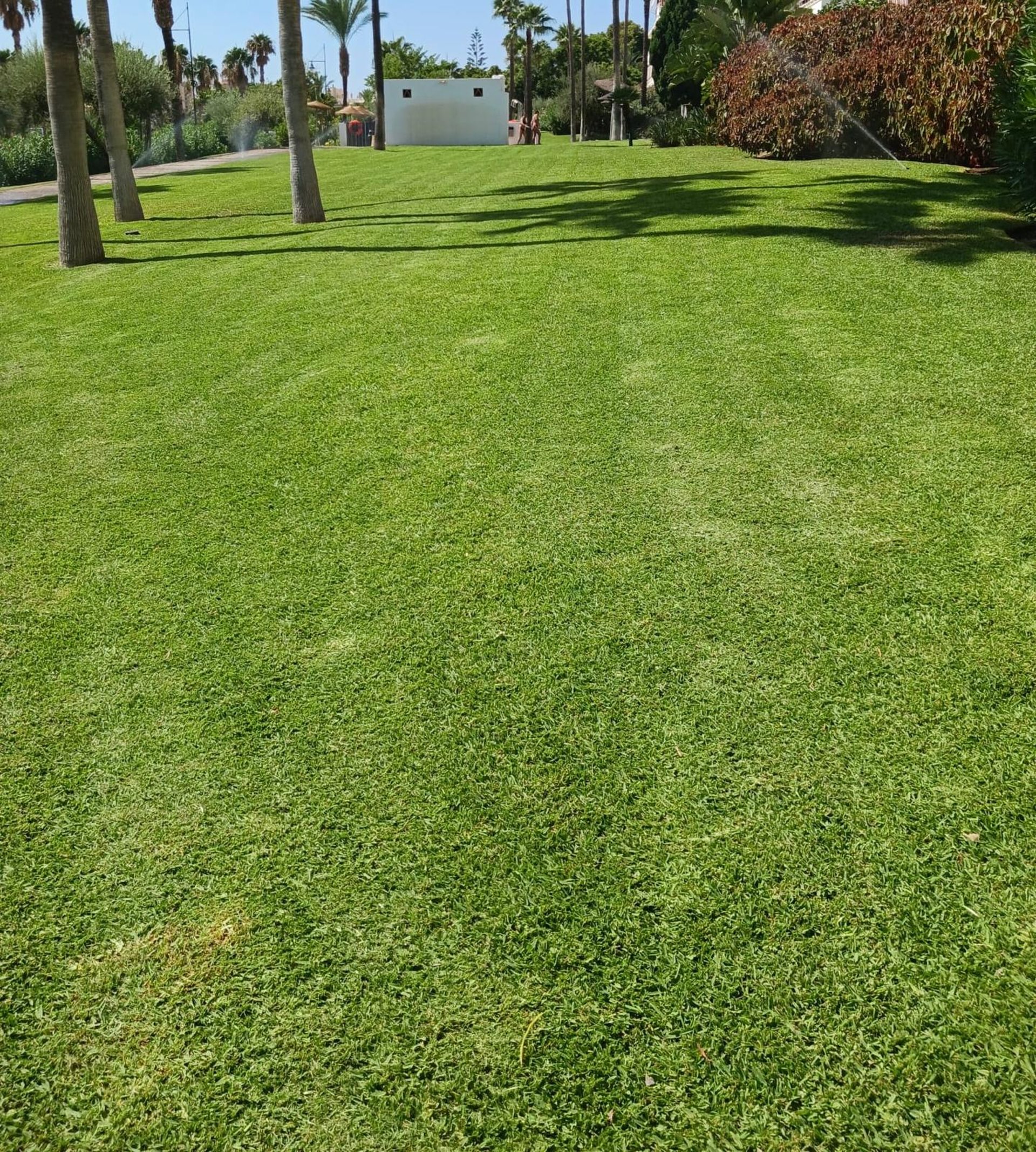 green grass field with trees