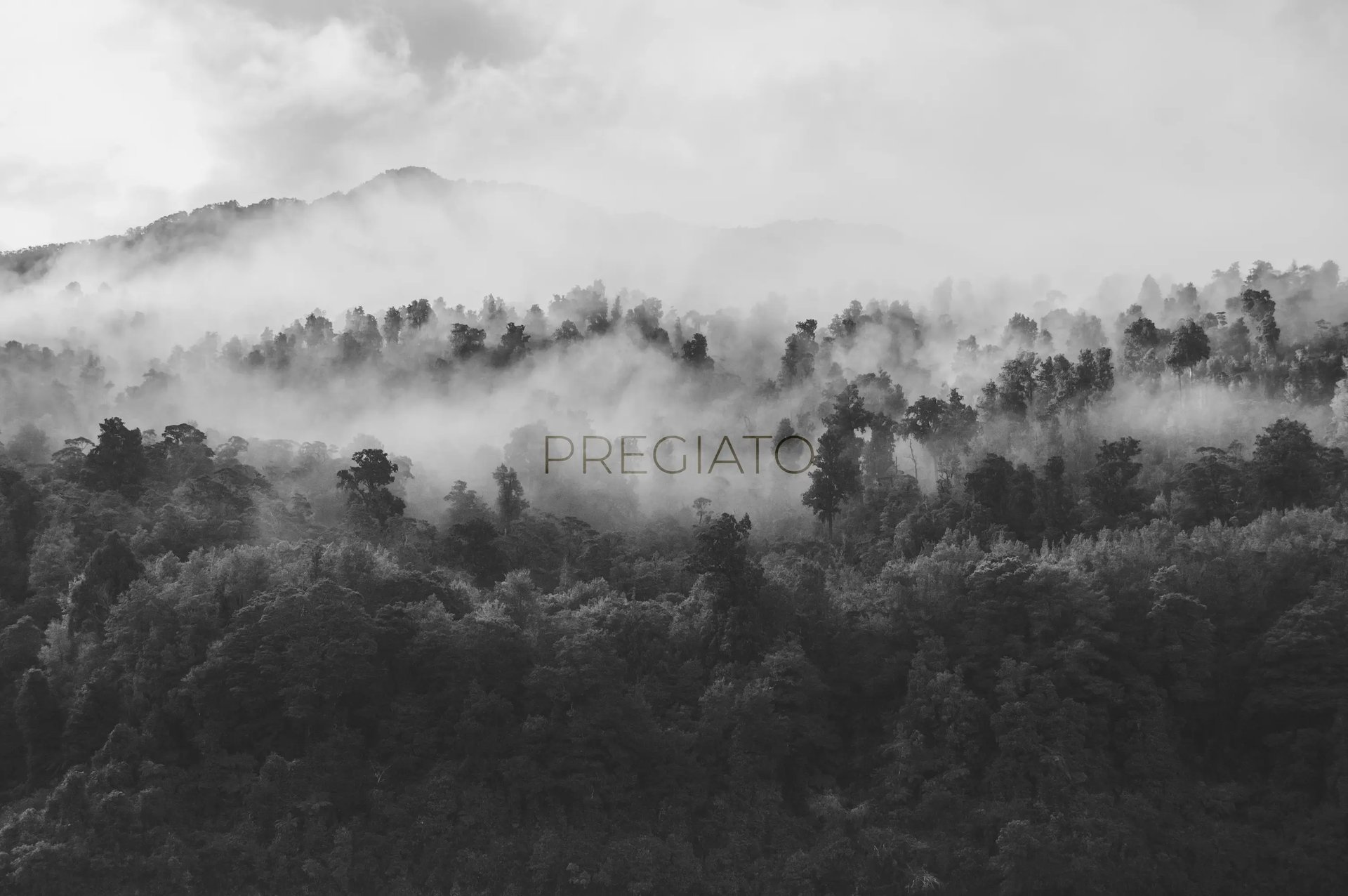 pregiato co logo in the forest no brasil pregiato tartufo