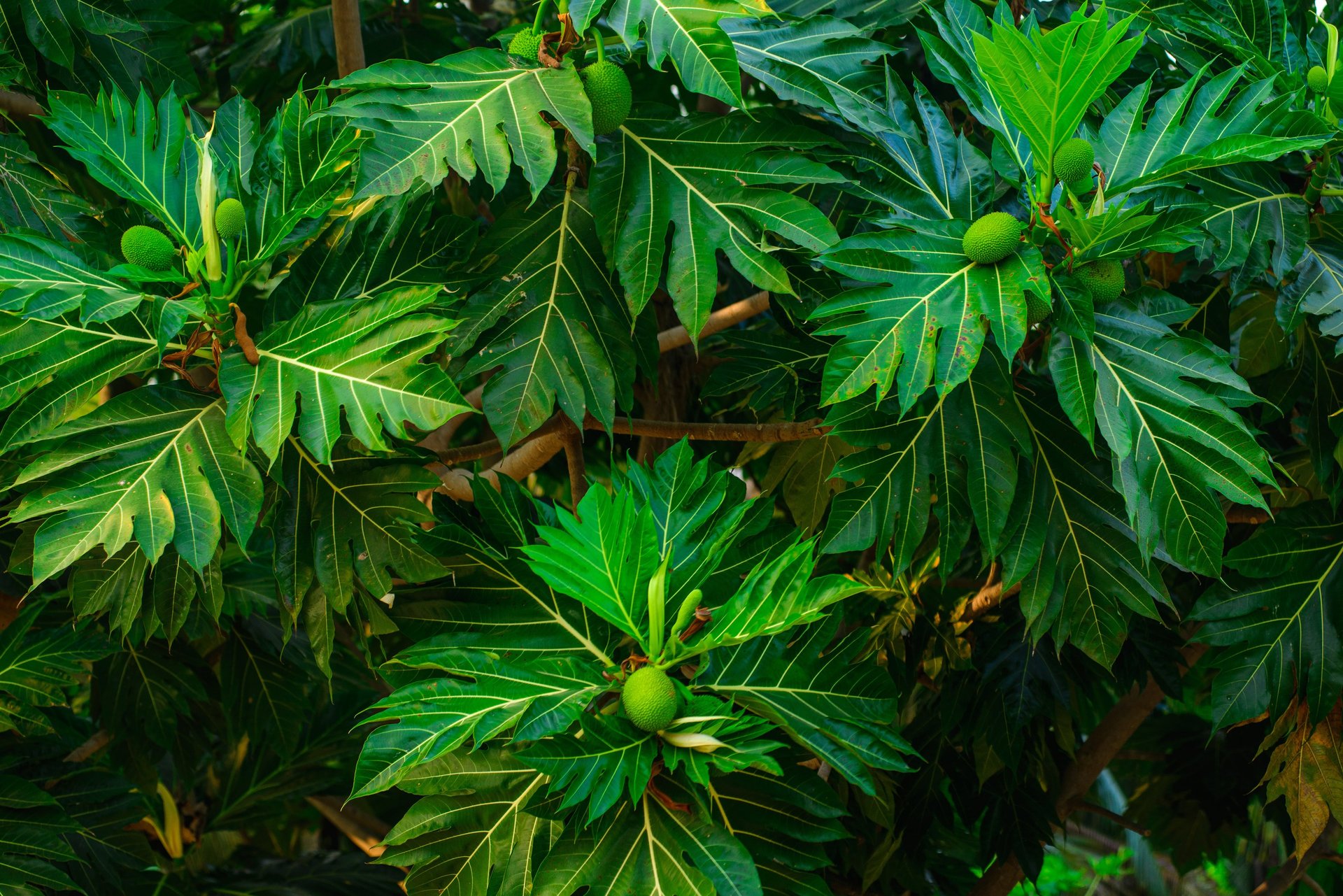 green banana tree during daytime
