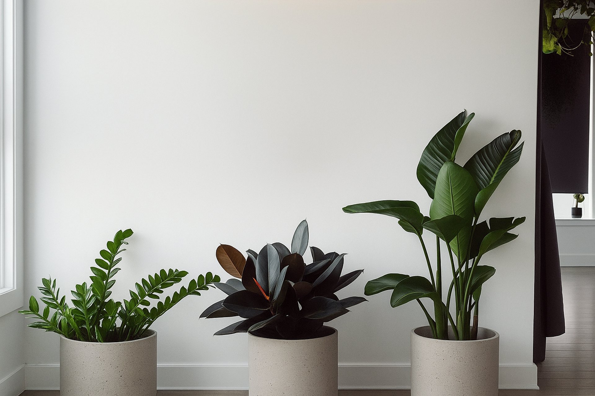 three green-leafed plants