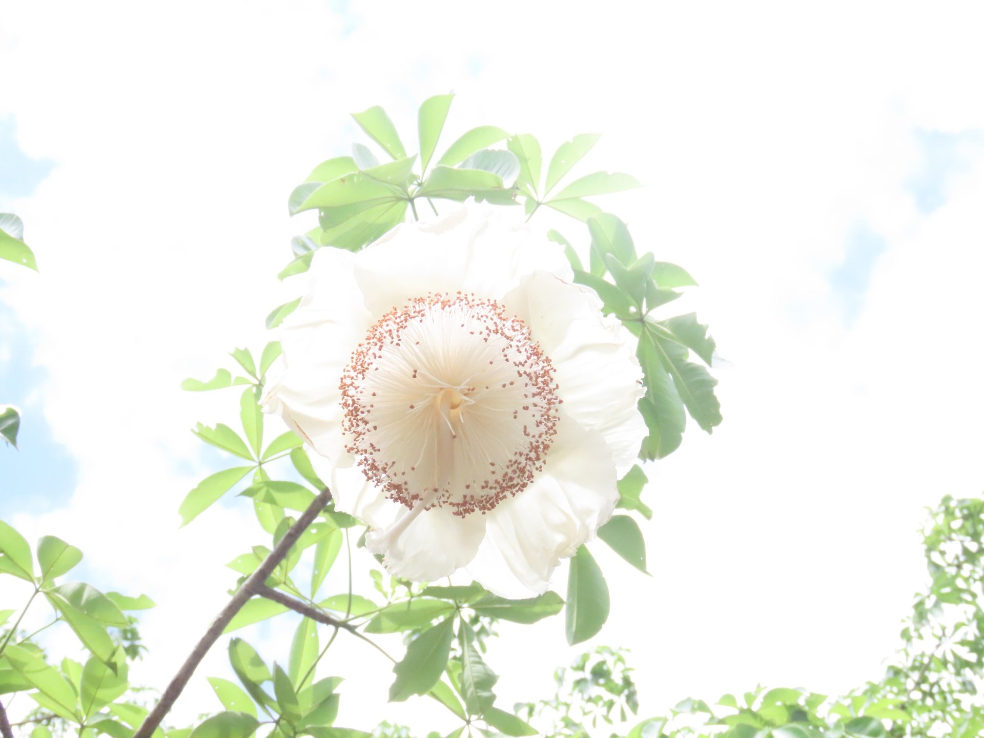 black and white bed linen