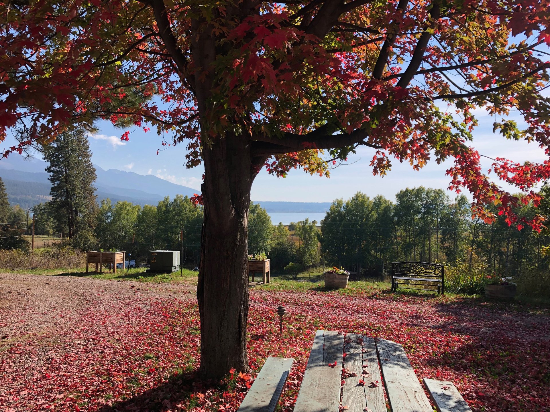 Red Autumn Leaves