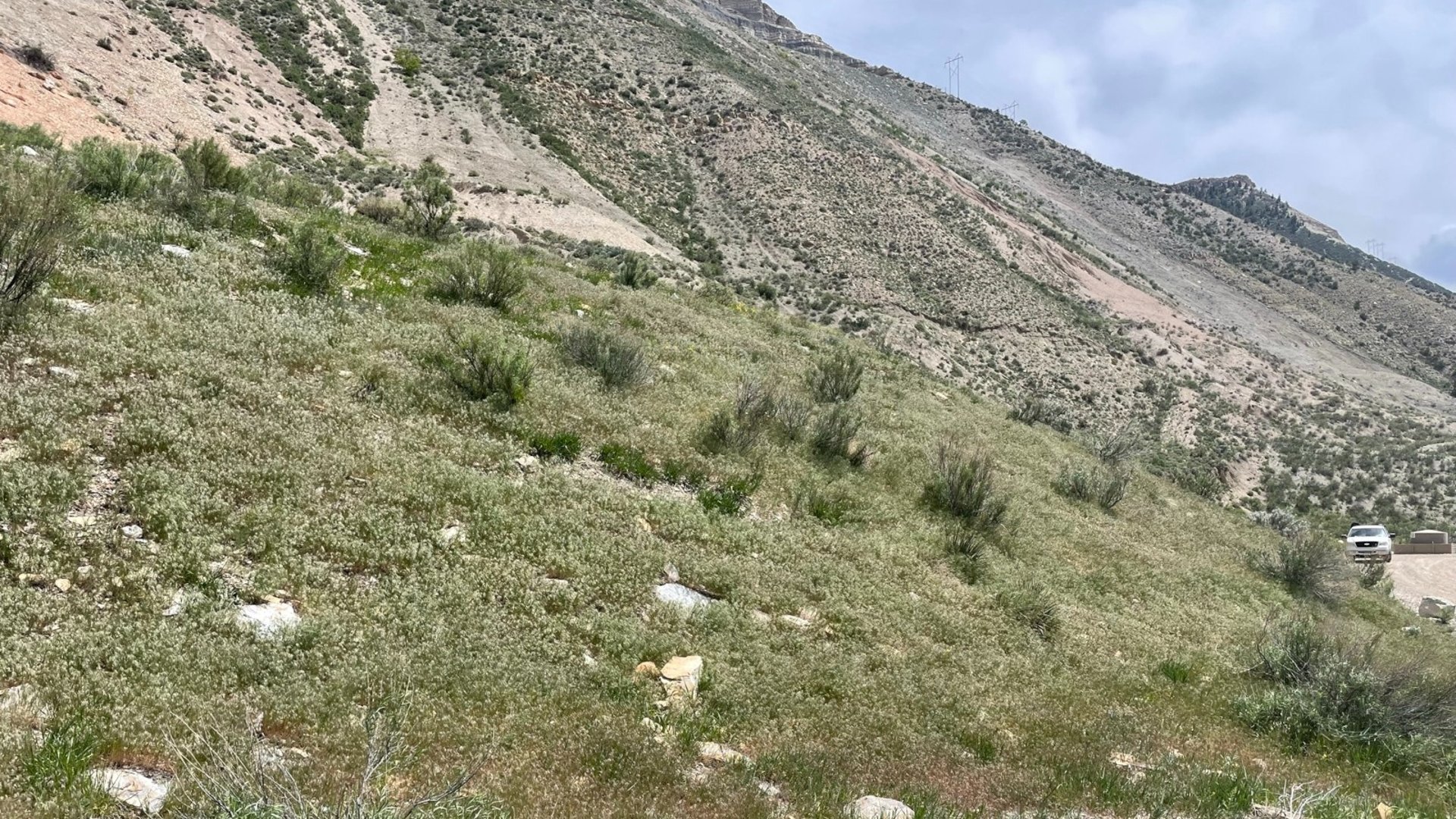 Nectagrity Vegetation Management Services Remote Vegetation Restoration Site