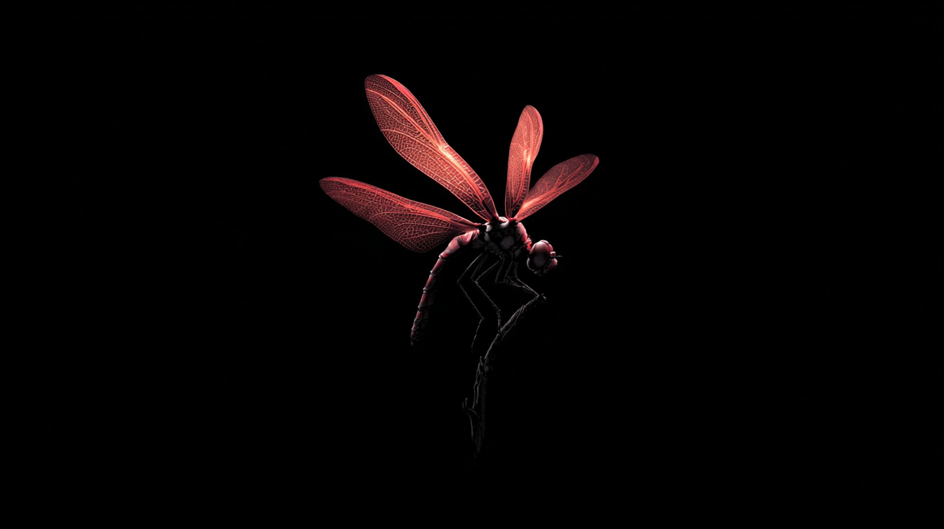 A detailed dragonfly with iridescent, delicate wings, captured in sharp focus against a deep black backdrop