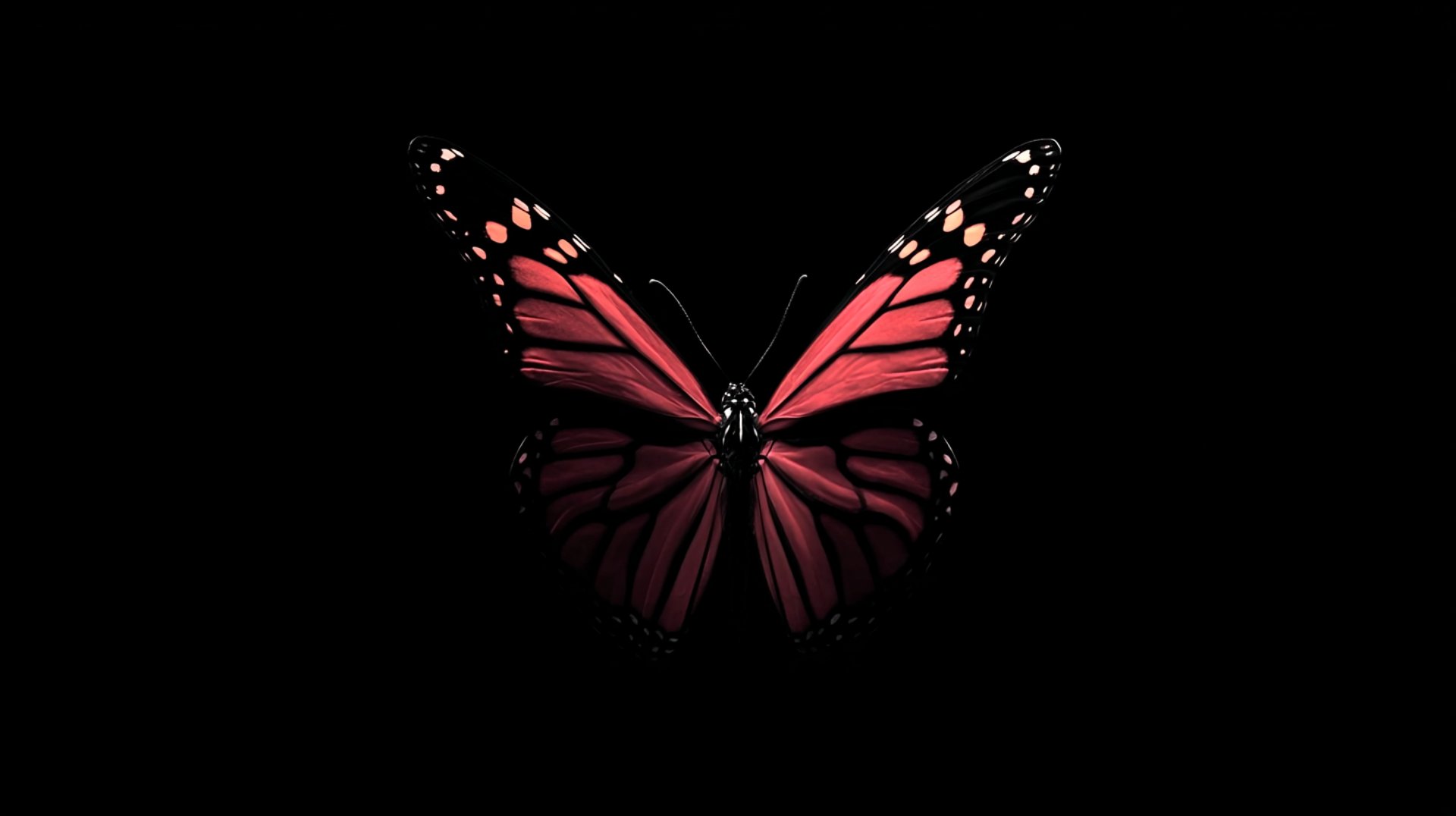 A detailed monarch butterfly with delicate wings, captured in sharp focus against a deep black backdrop