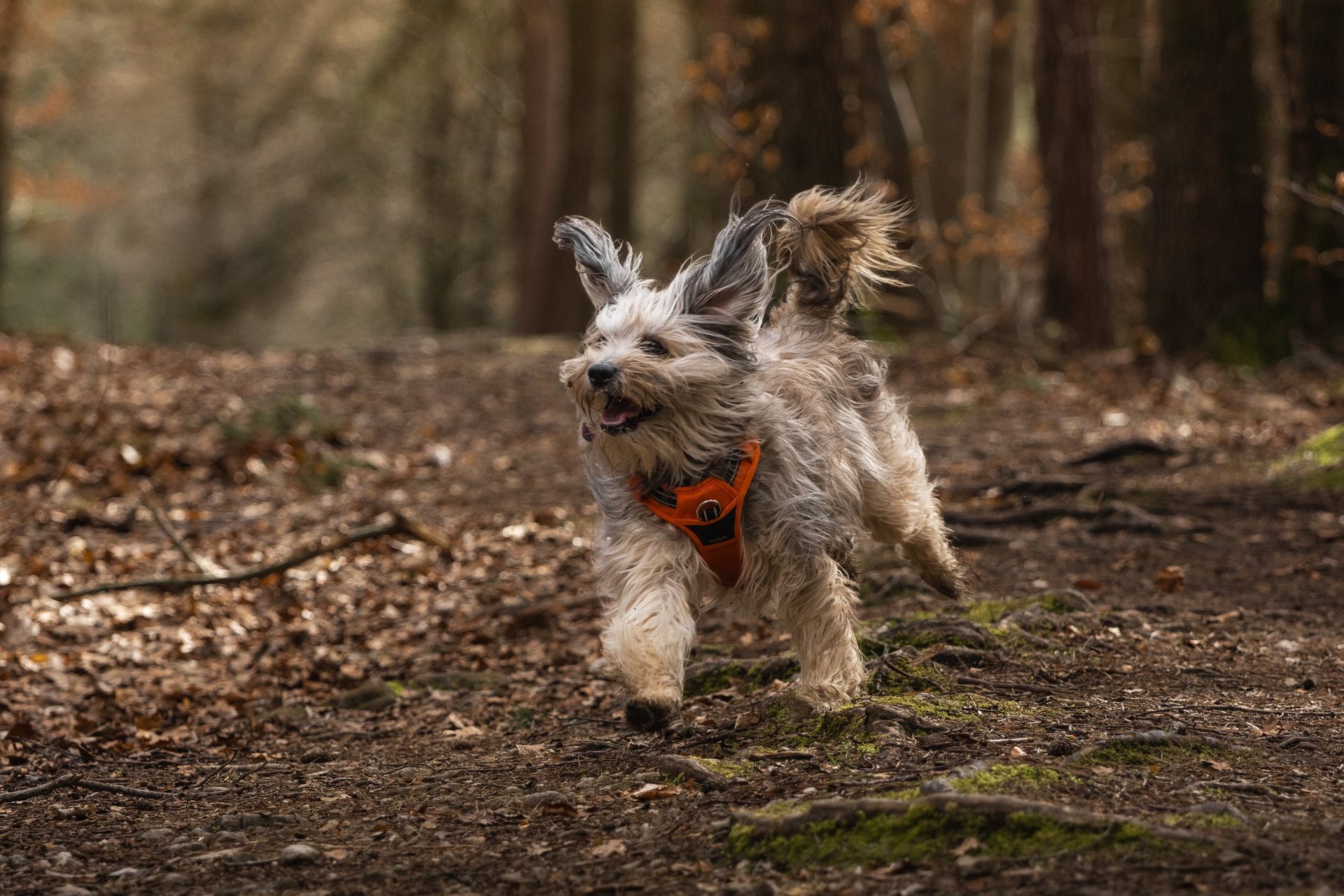 brown and white dog on grass