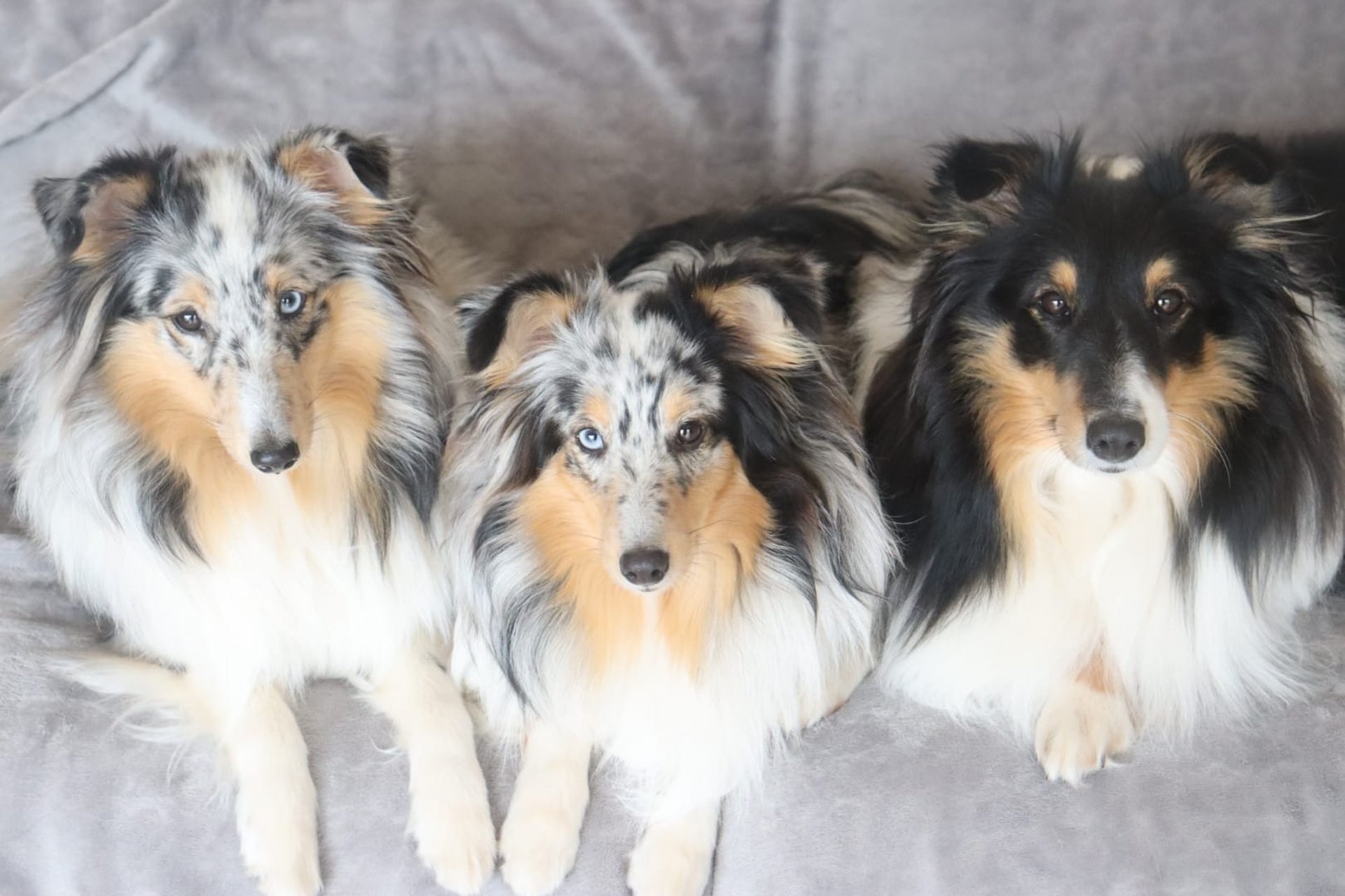 black blue and yellow textile