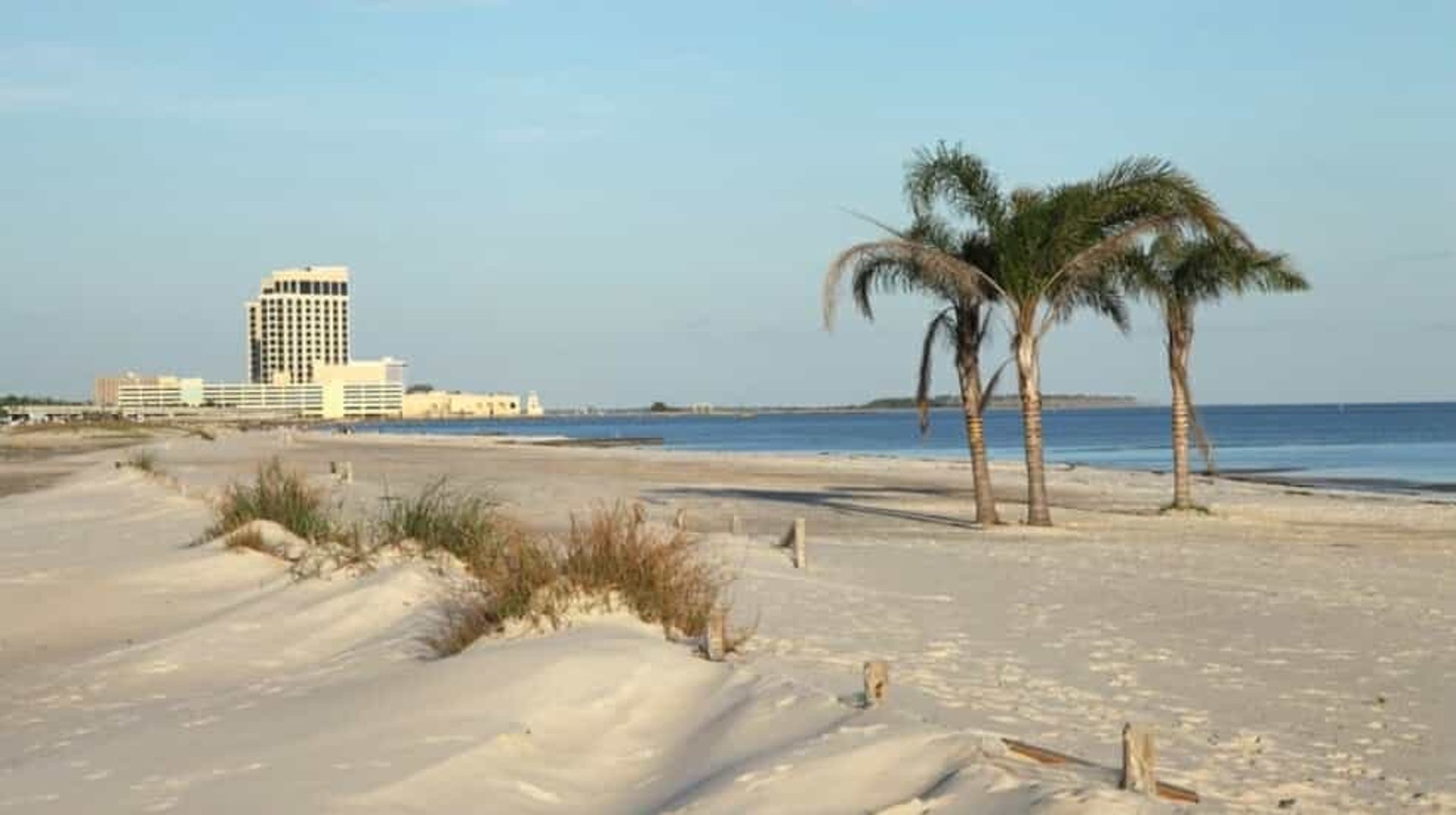 a beach with sand and plants