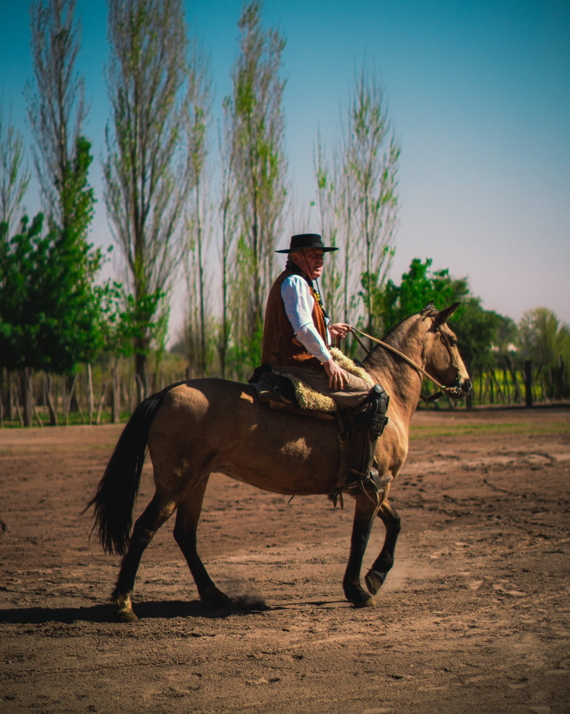 shallow focus photography of brown horse