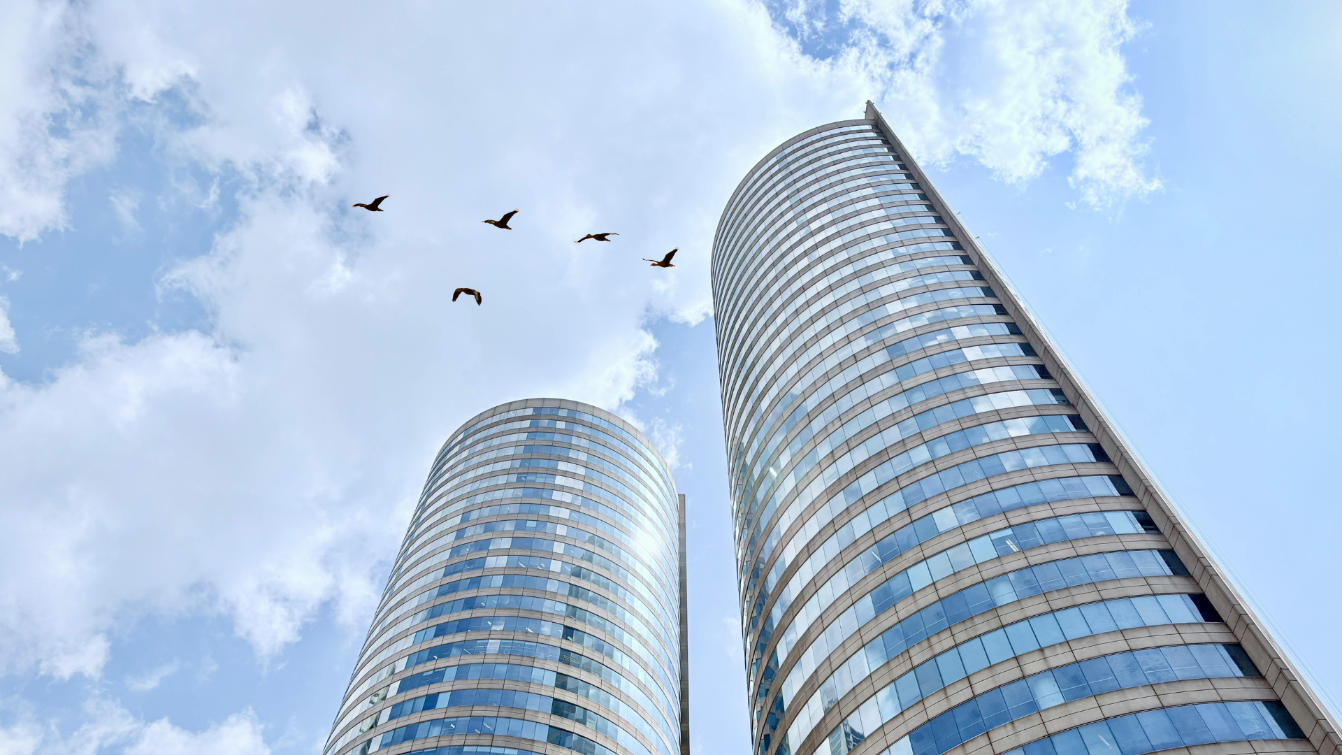 five birds flying on the sea