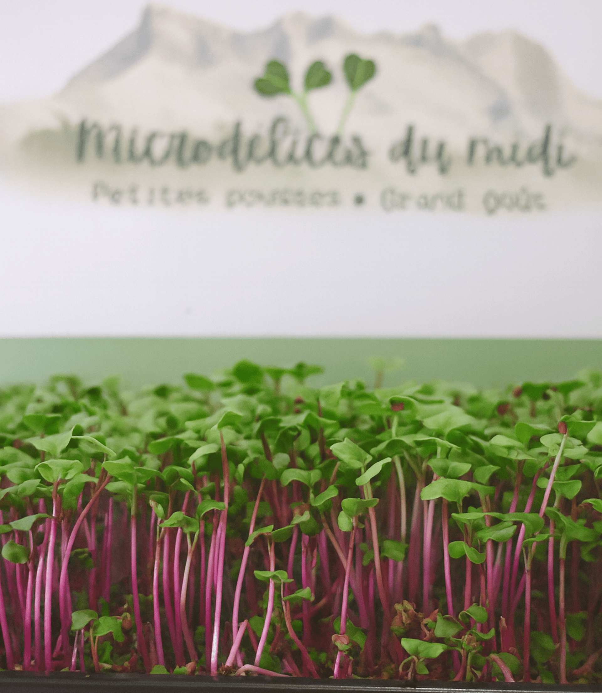man standing front of plate with vegetable