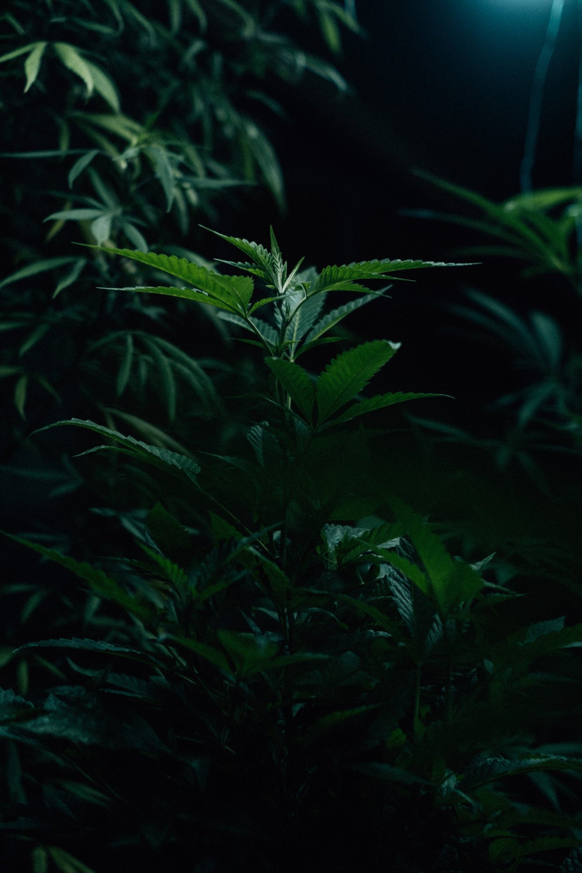 black blue and yellow textile