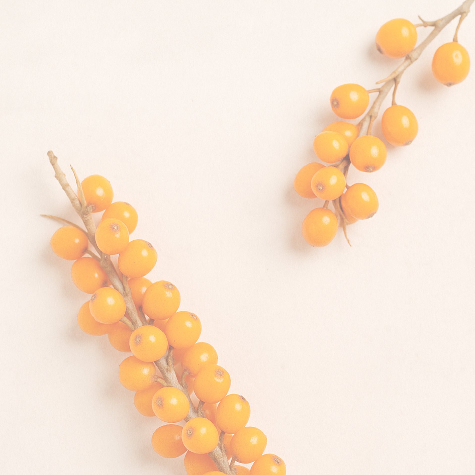 a bunch of dry flowers sitting on top of a table