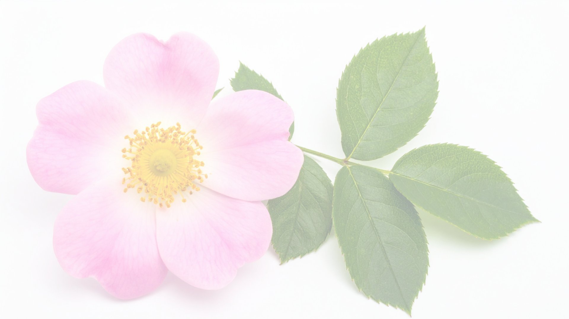 red bird on brown tree branch
