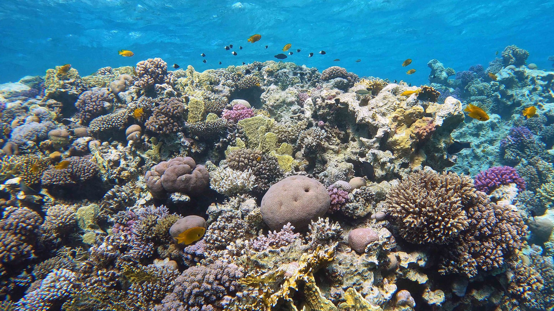 school of fish in body of water