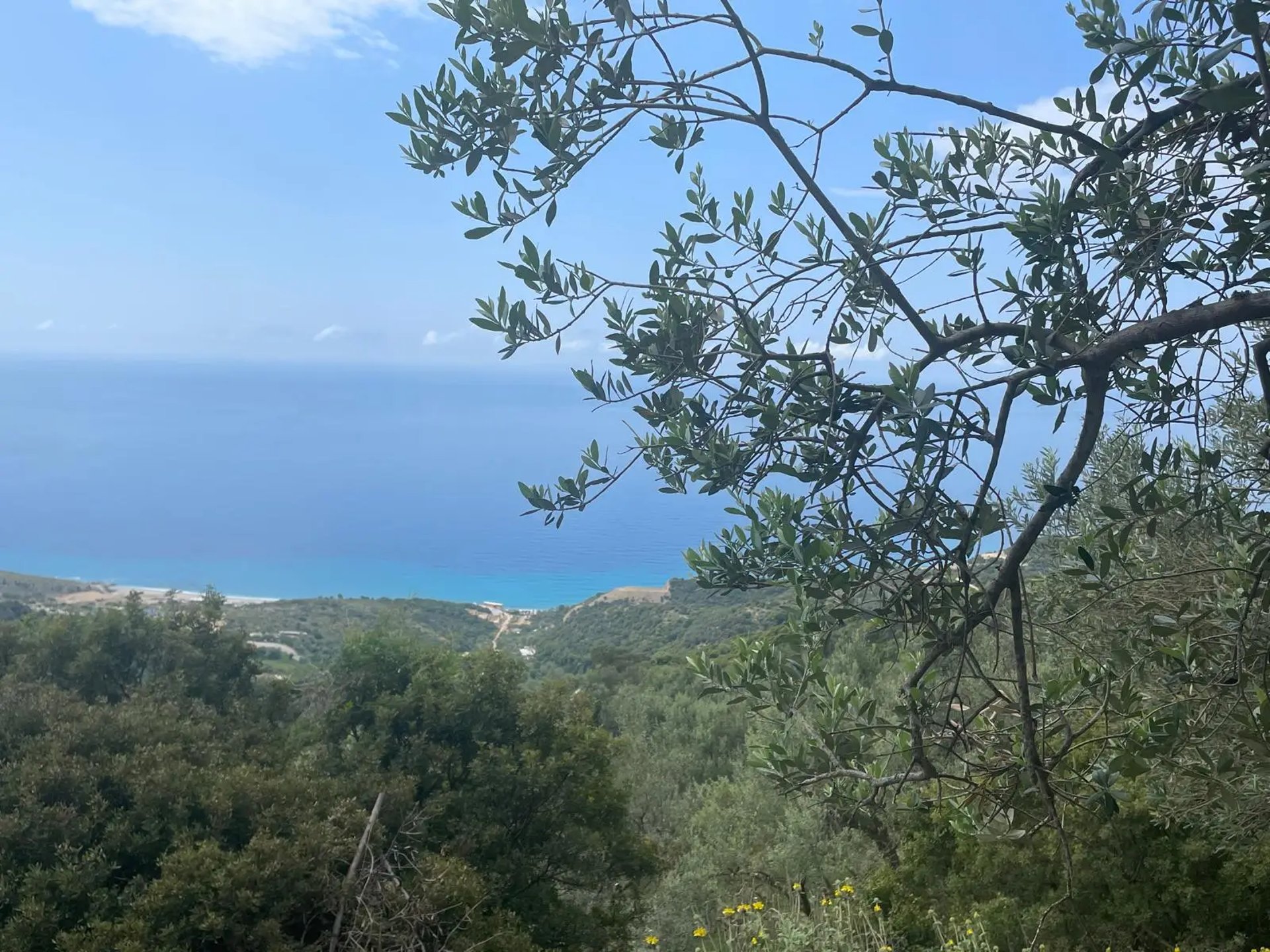 Livada de măslini din Grecia din care se obține uleiul extravirgin OLOI, cu extracție la rece.