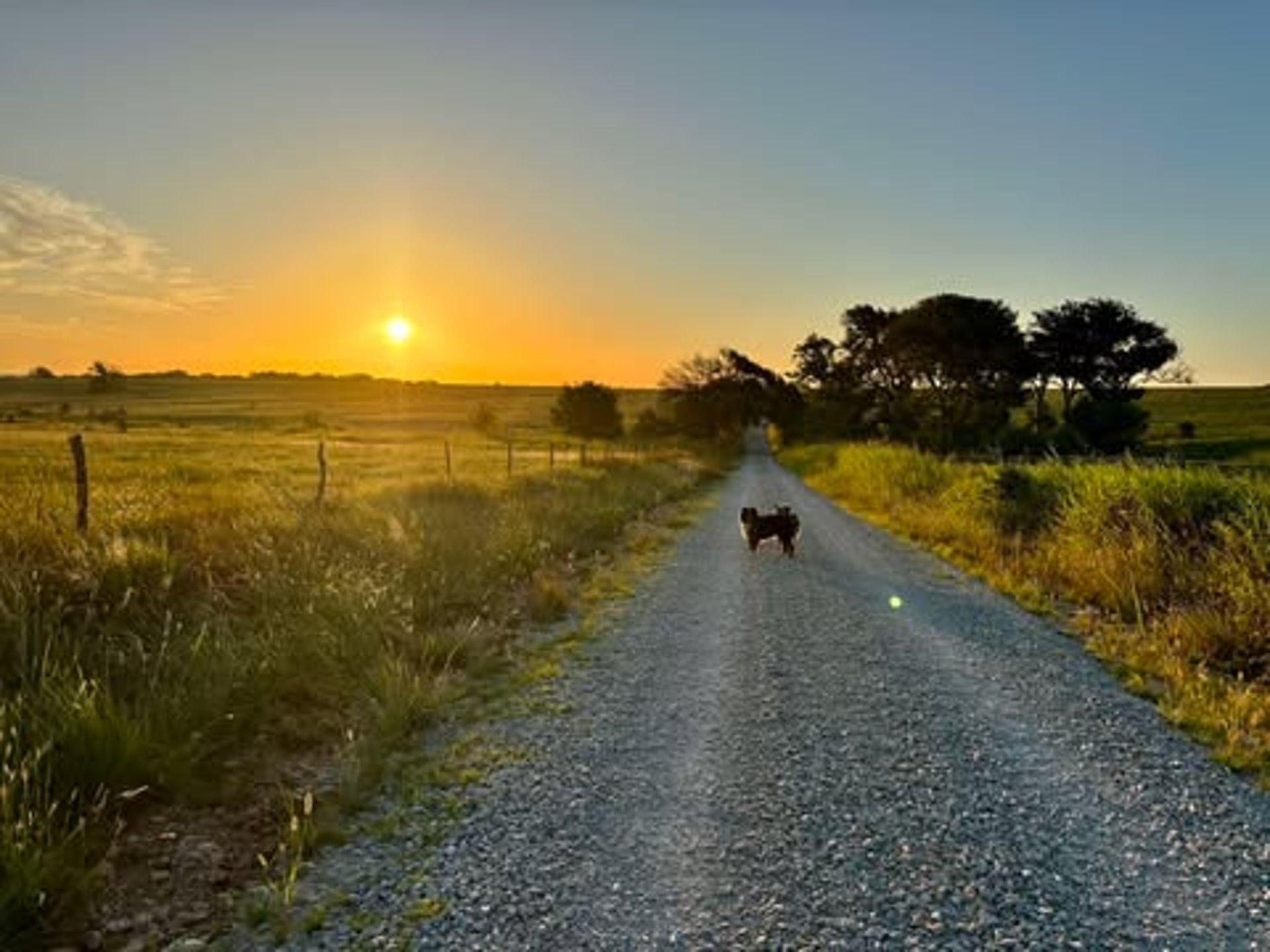 shallow focus photography of short-coated brown and white puppy
