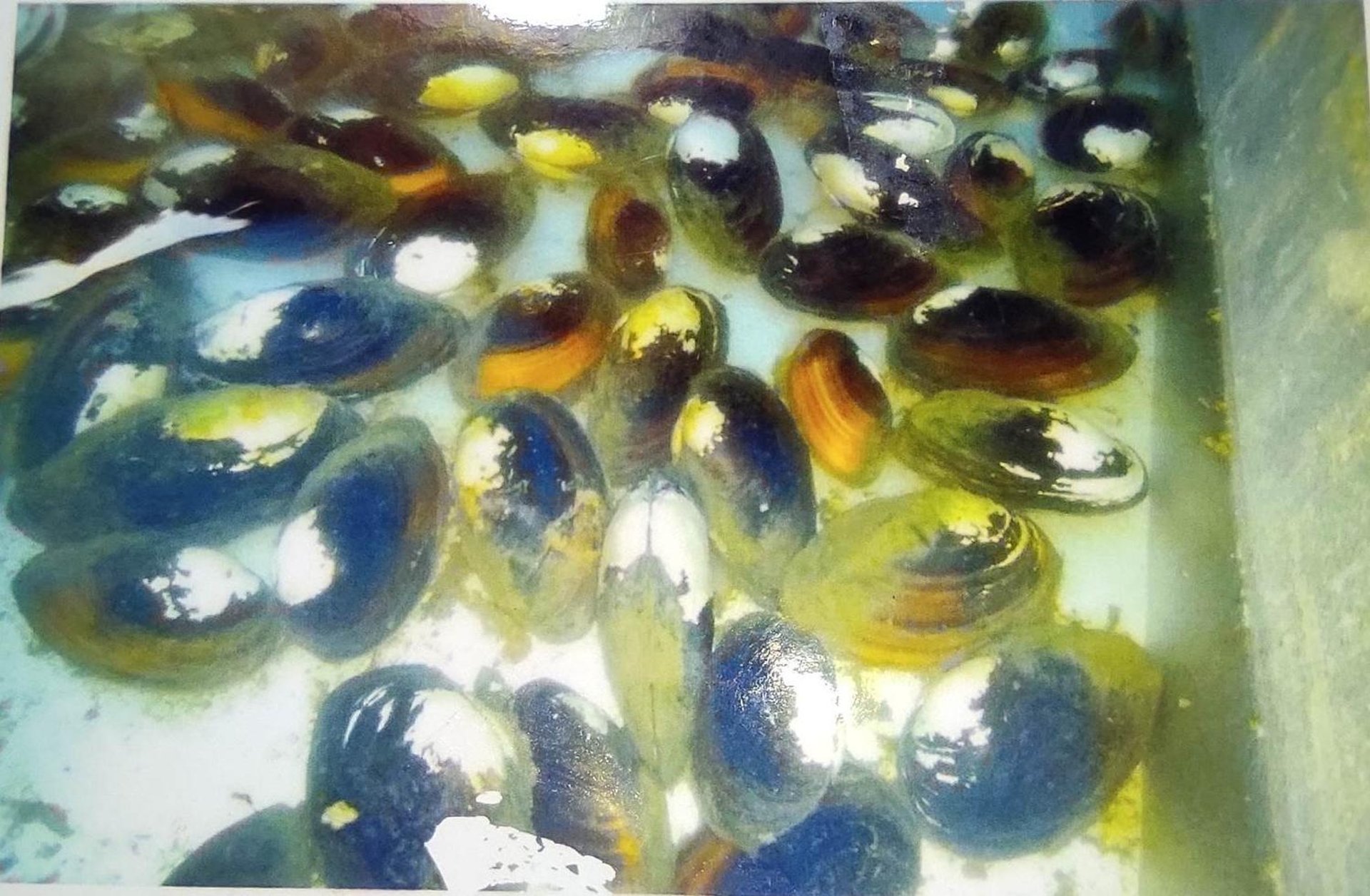"Large collection of oysters prepared for cultured pearl farming–showcasing scale of pearl production"