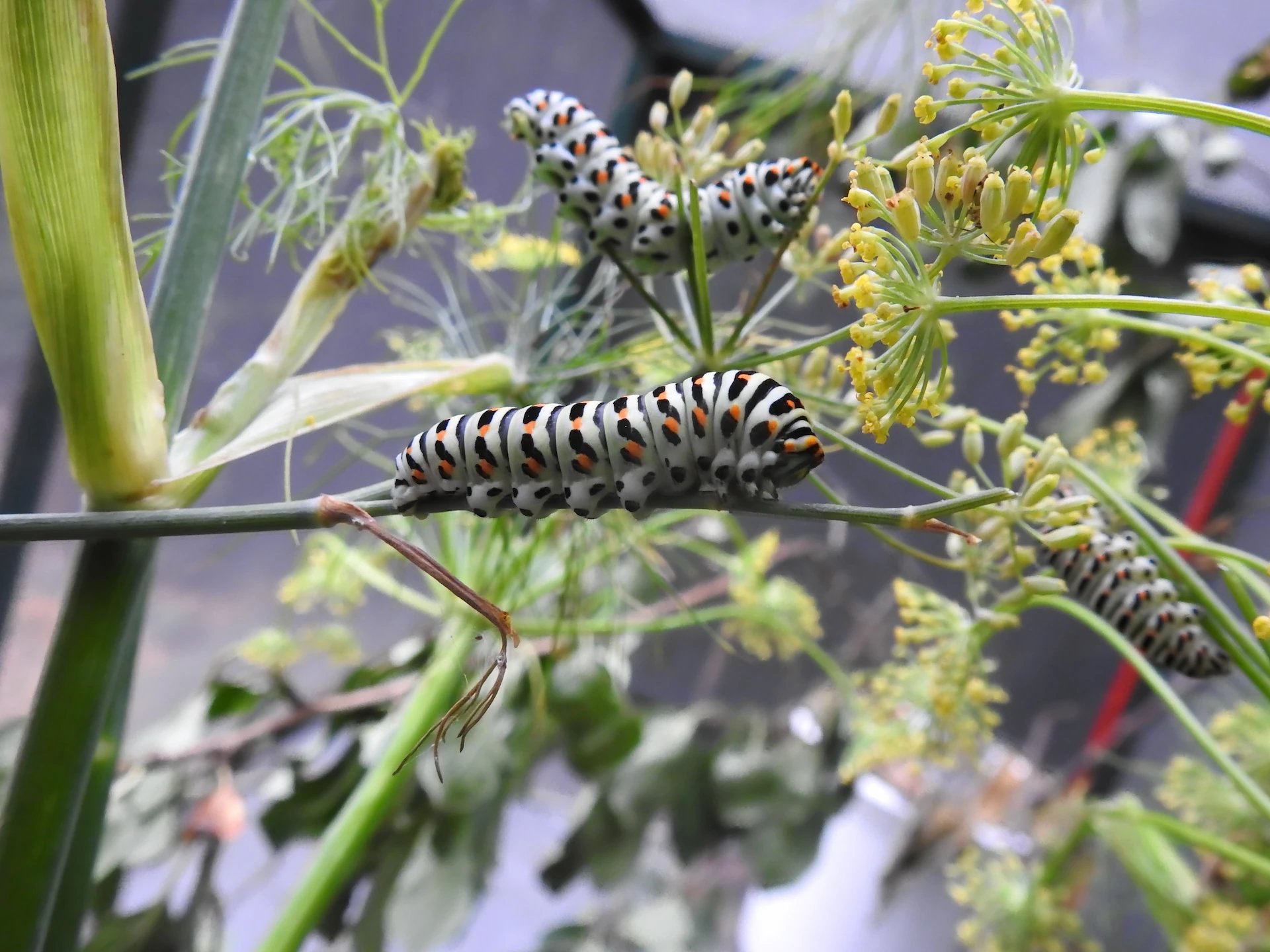 een prachtige gevlekte rups, wit met zwarte en oranje vlekken