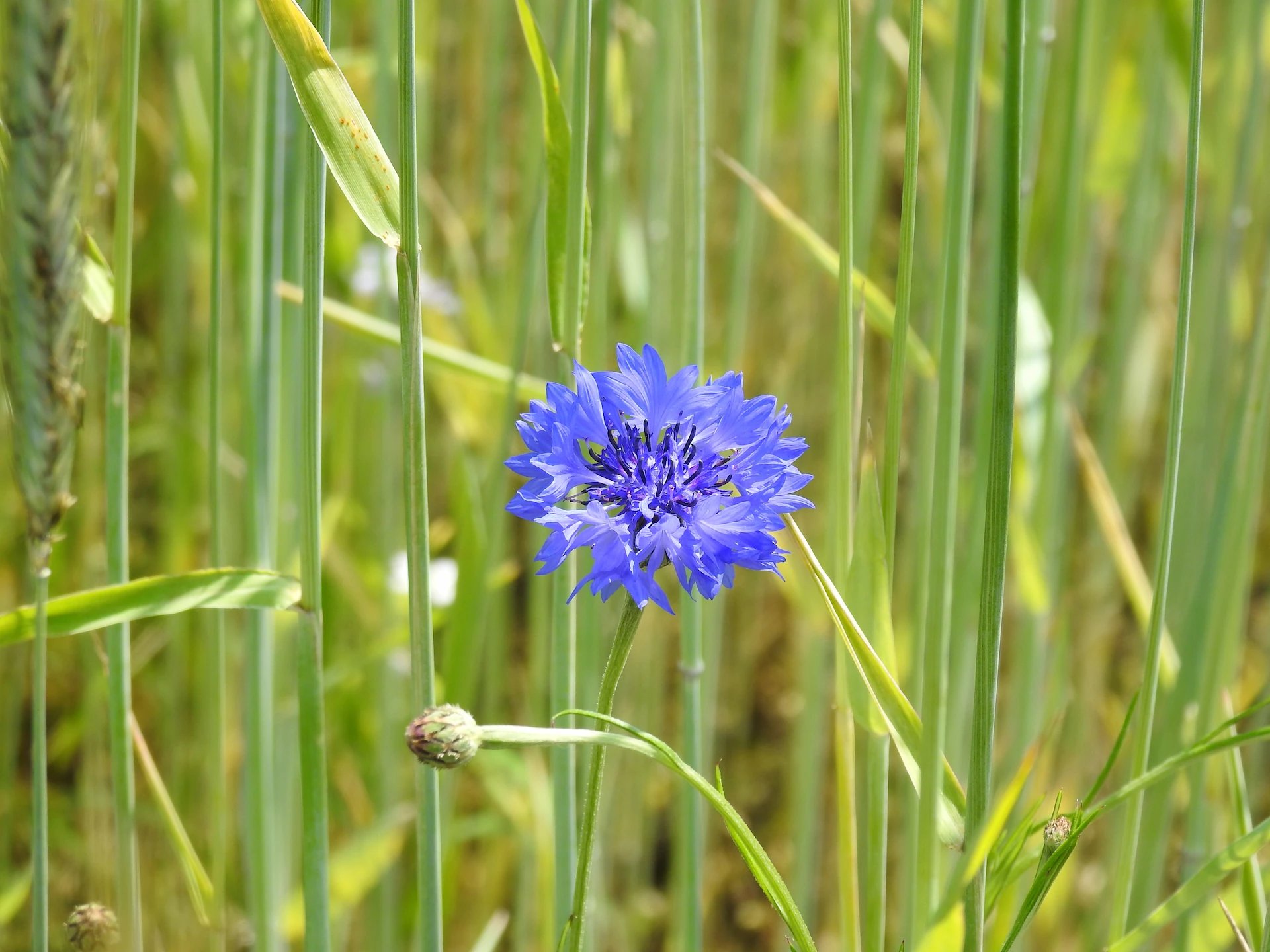 Korenbloem, een blauwbloemige bloem in een roggeveld