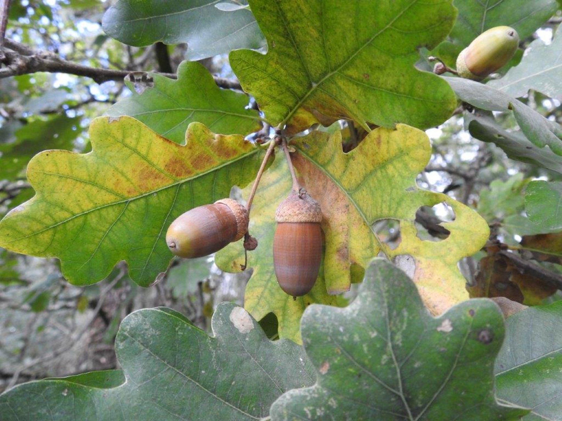 eiken tak met bladeren en eikels in de herfst