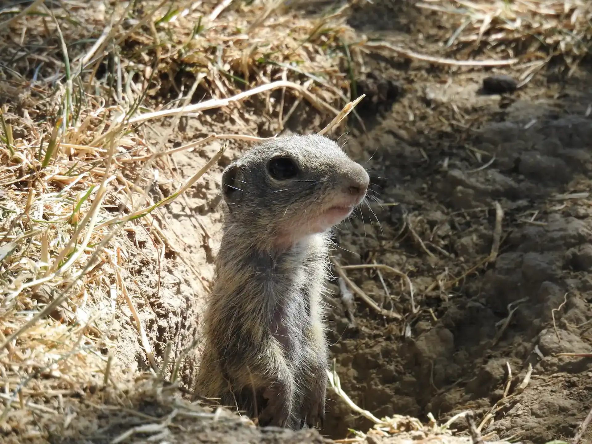 een klein dier van de weilanden, een klein knaagdier van de eekhoornfamilie - siesel