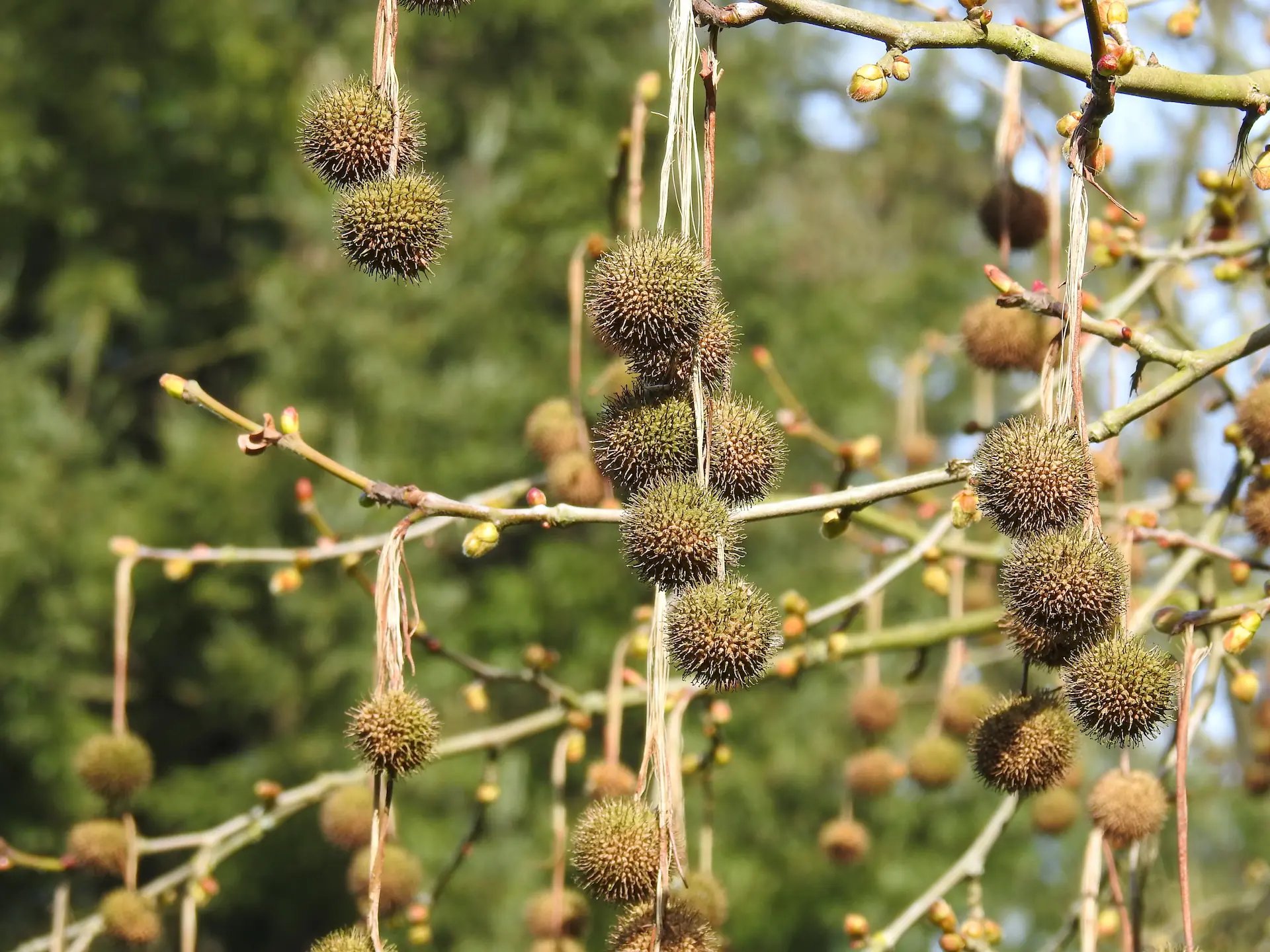 een boom met hangende bolvormige zaden