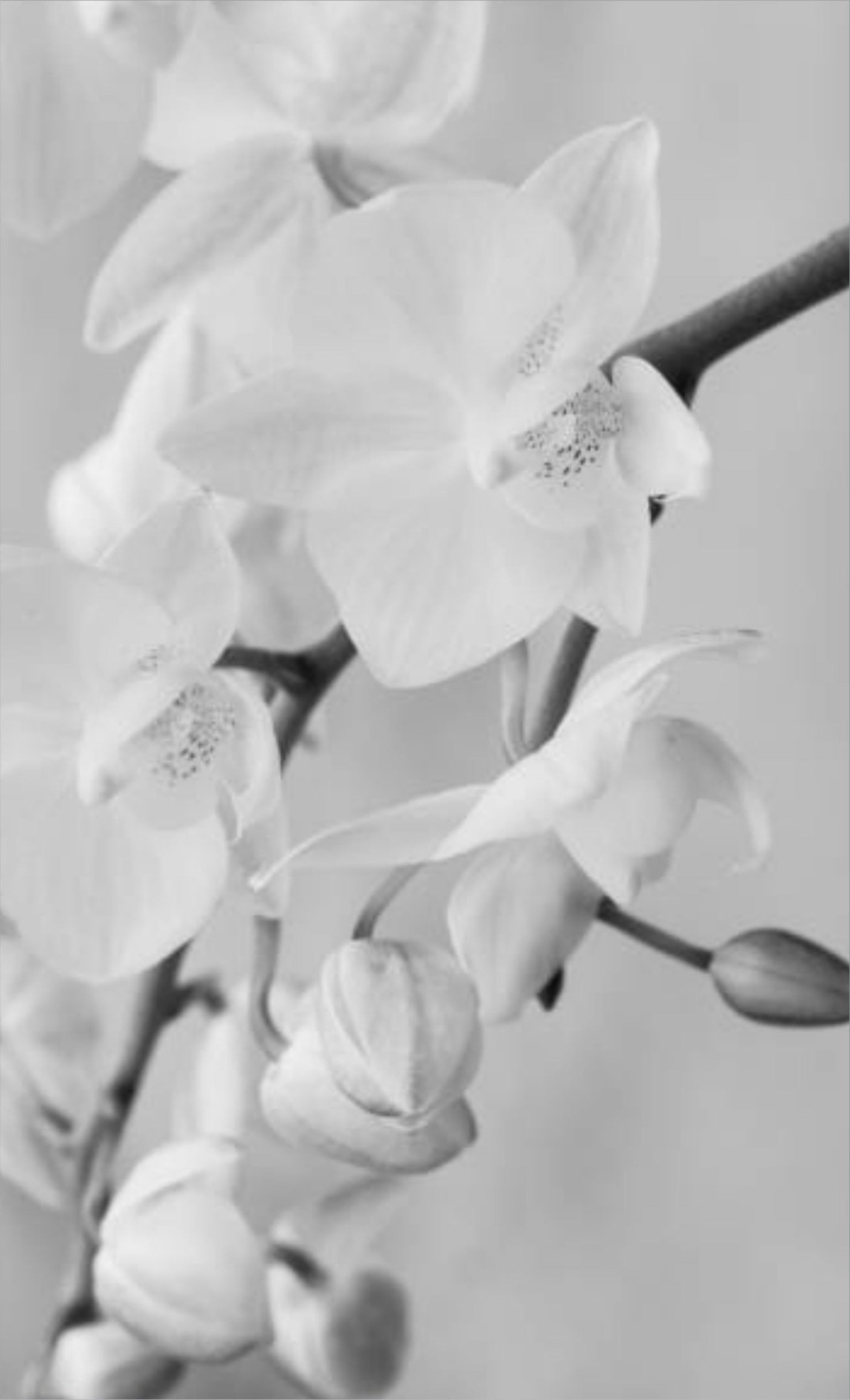 a close up of a white flower in a vase