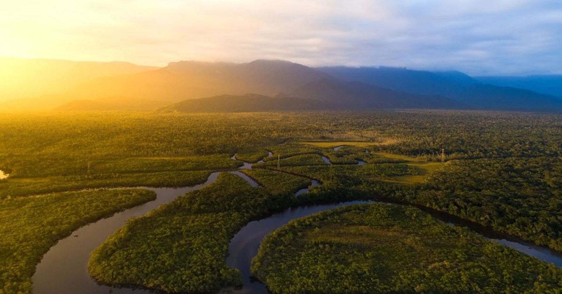 sun light passing through green leafed tree