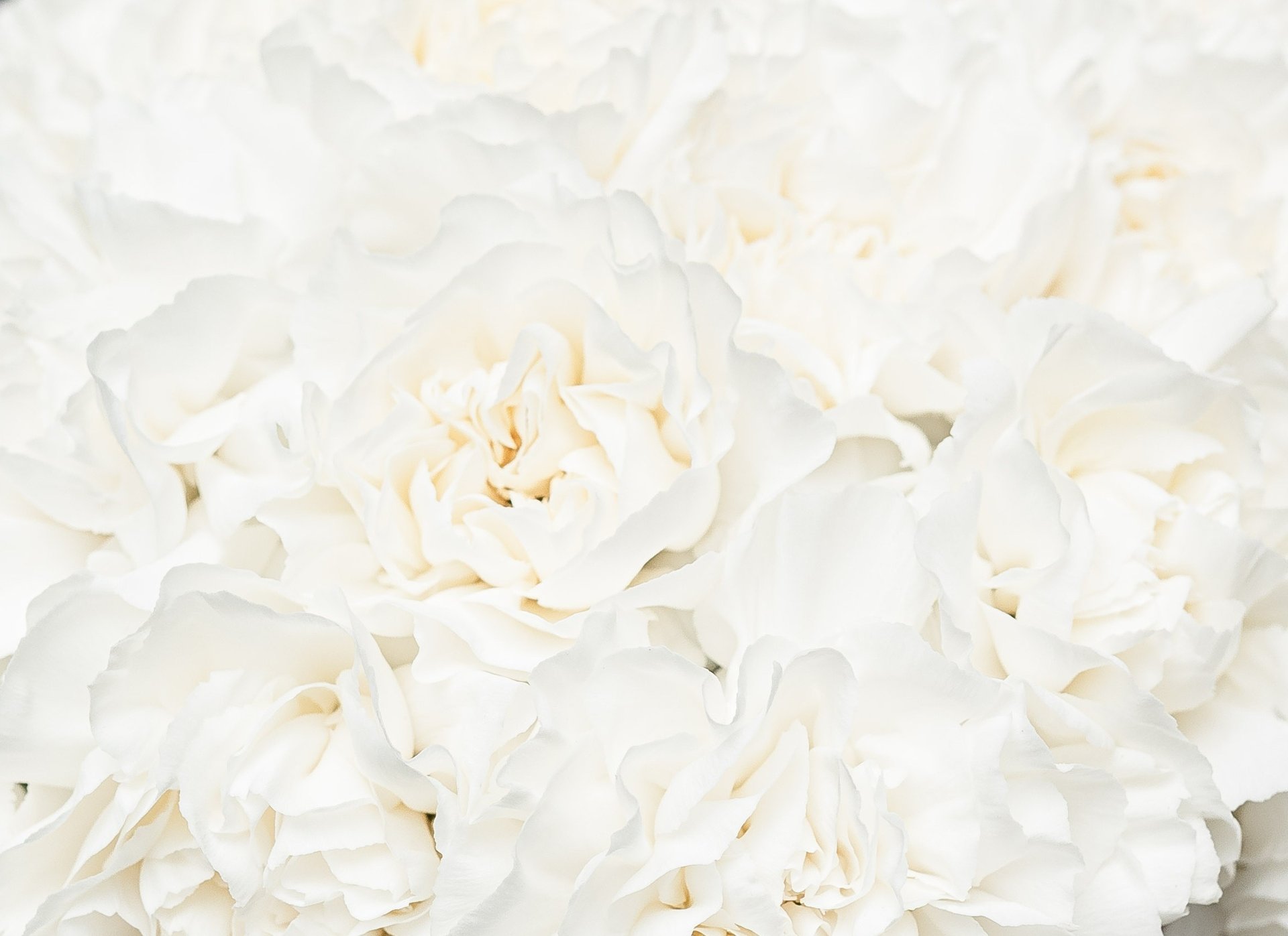 white flowers beside ruled paper sheet