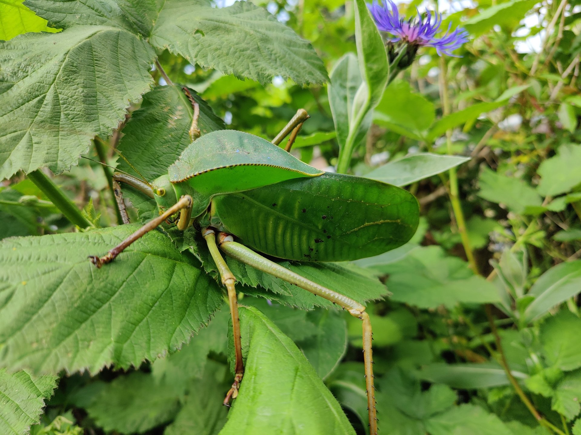 siliquofera grandis katydid